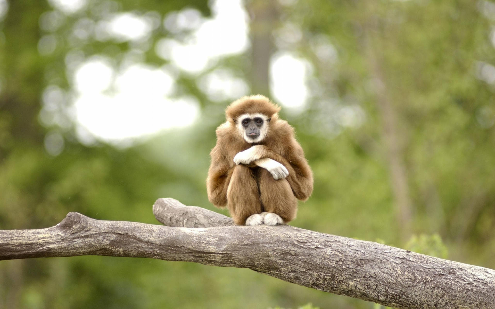 Little Gibbon On Branch Wallpaper
