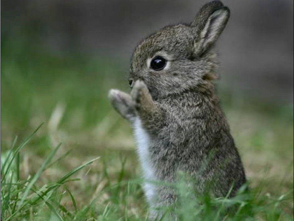 A Little Gray Bunny Enjoying a Peaceful Moment Wallpaper