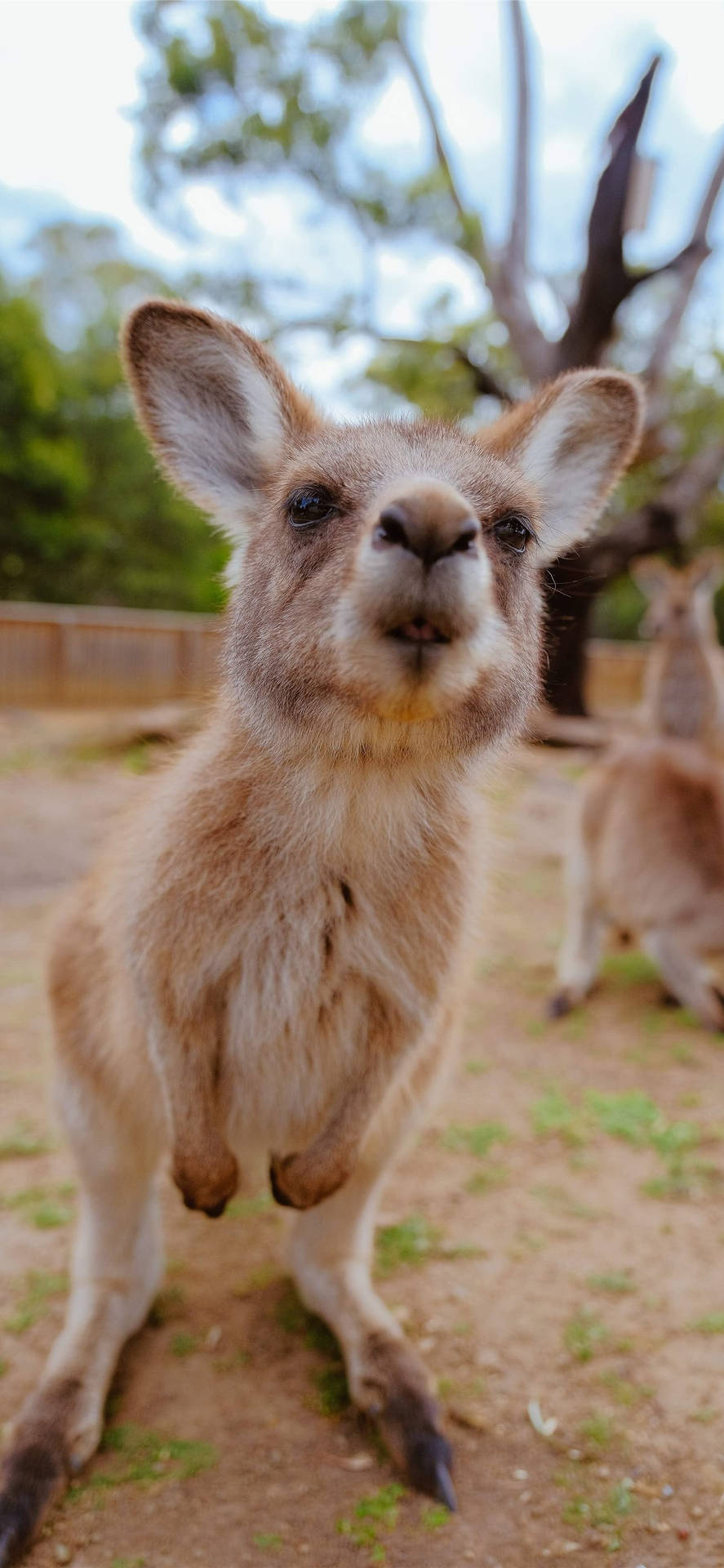 kangaroo iPhone Wallpapers Free Download