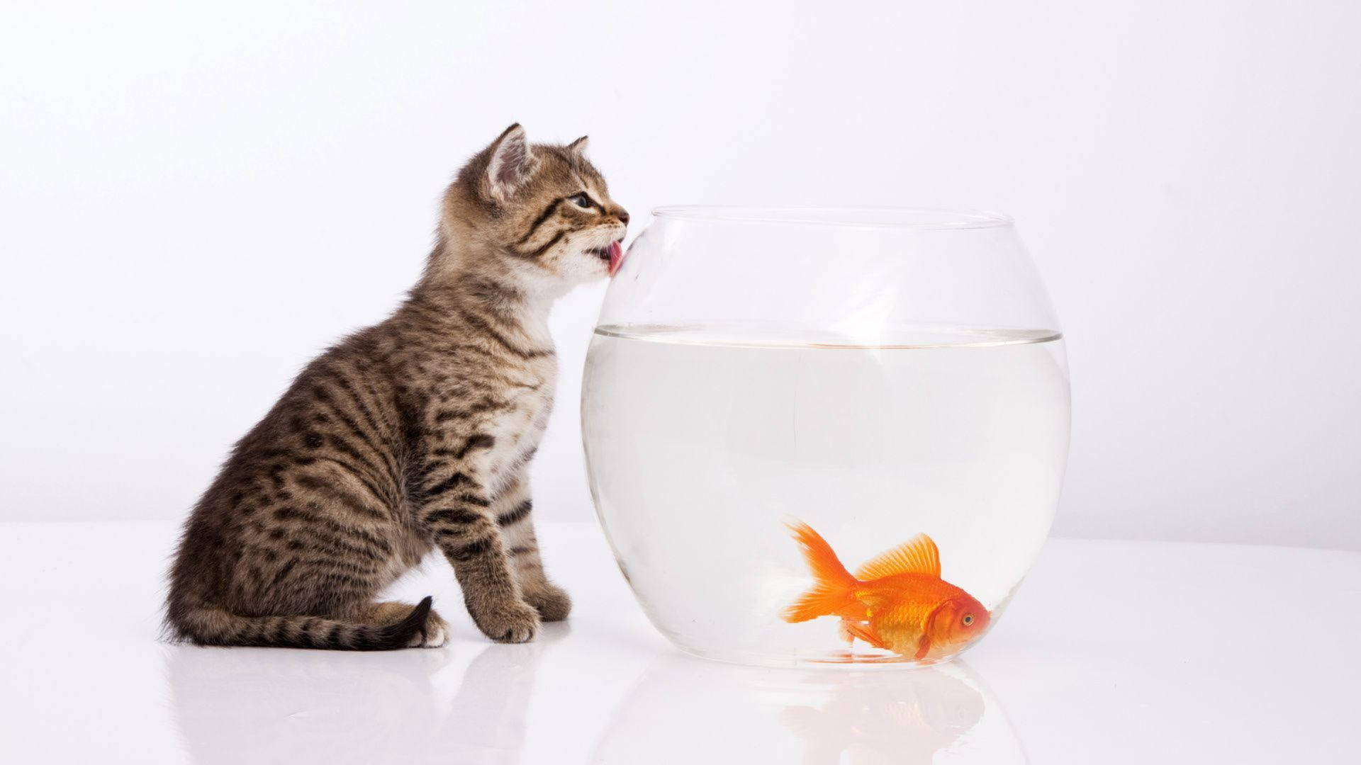 Little Kitten And Goldfish
