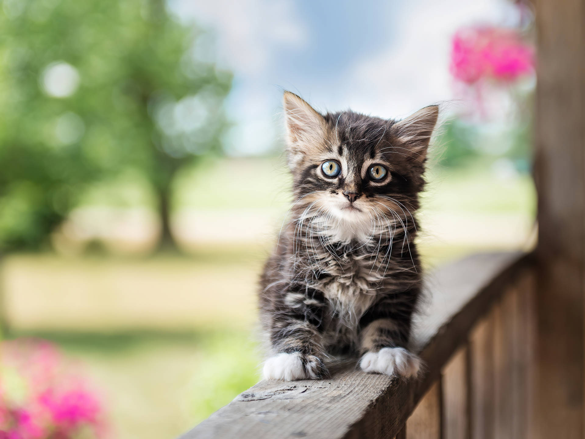 Little Kitten Animal On Wooden Fence Wallpaper