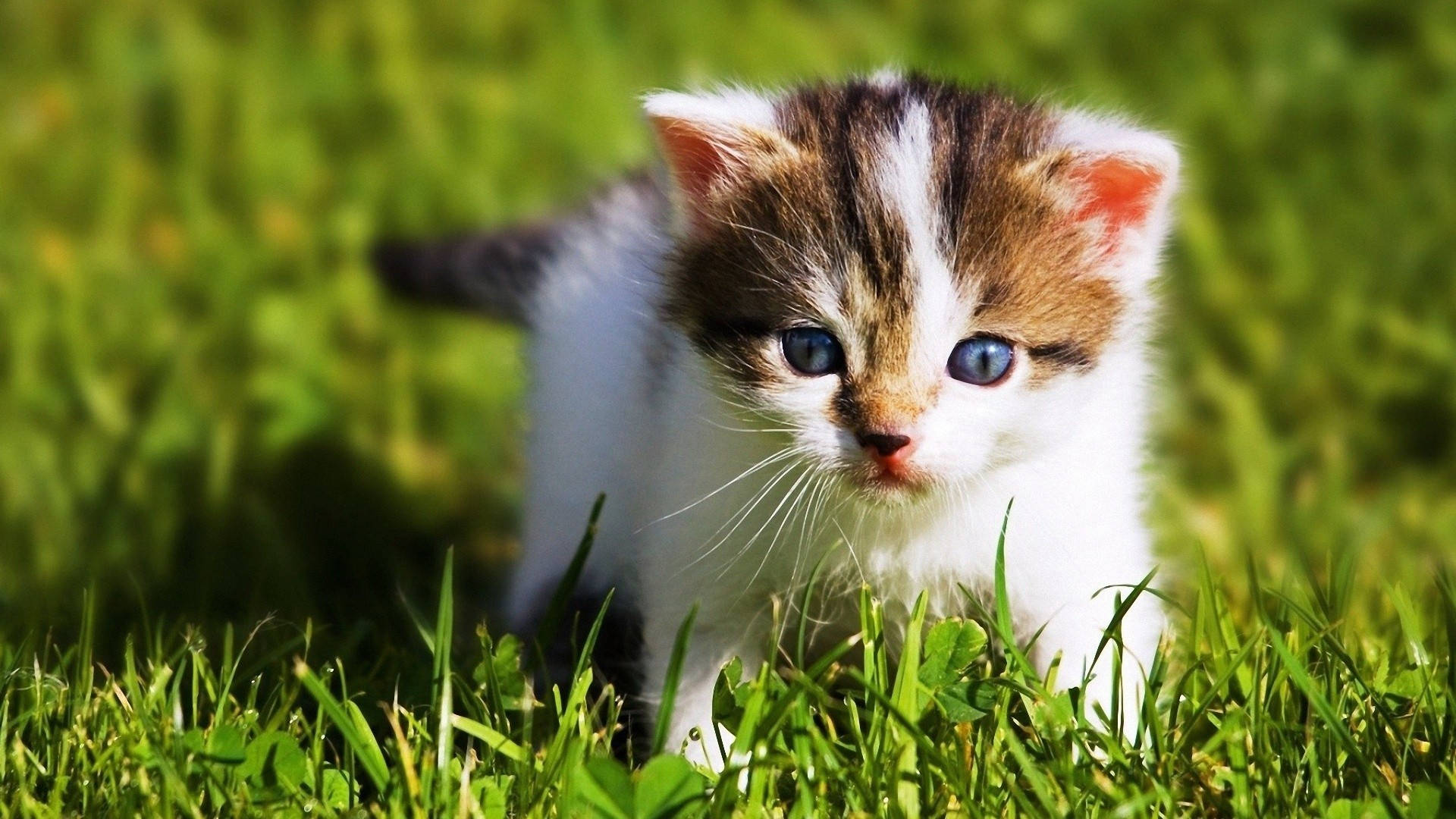 Little Kitten Animal Wandering In The Grass Wallpaper