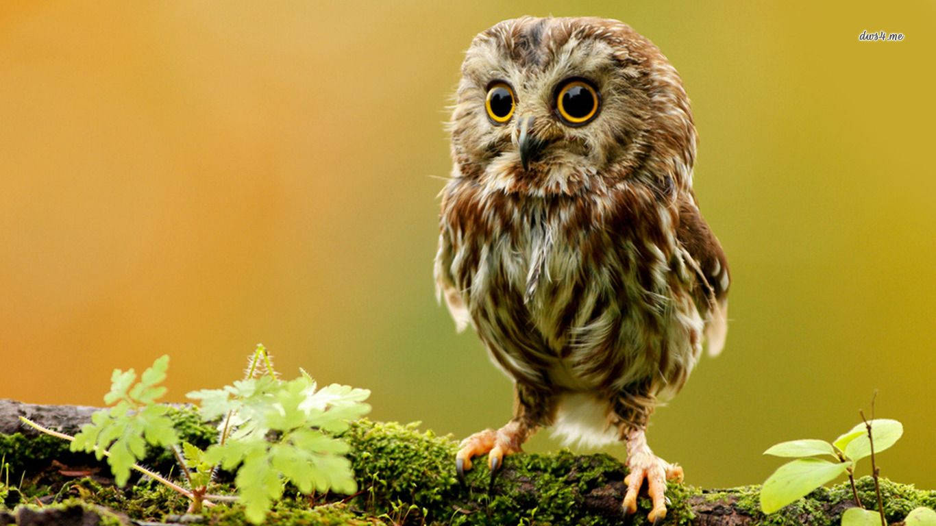 Little Owlet Animal