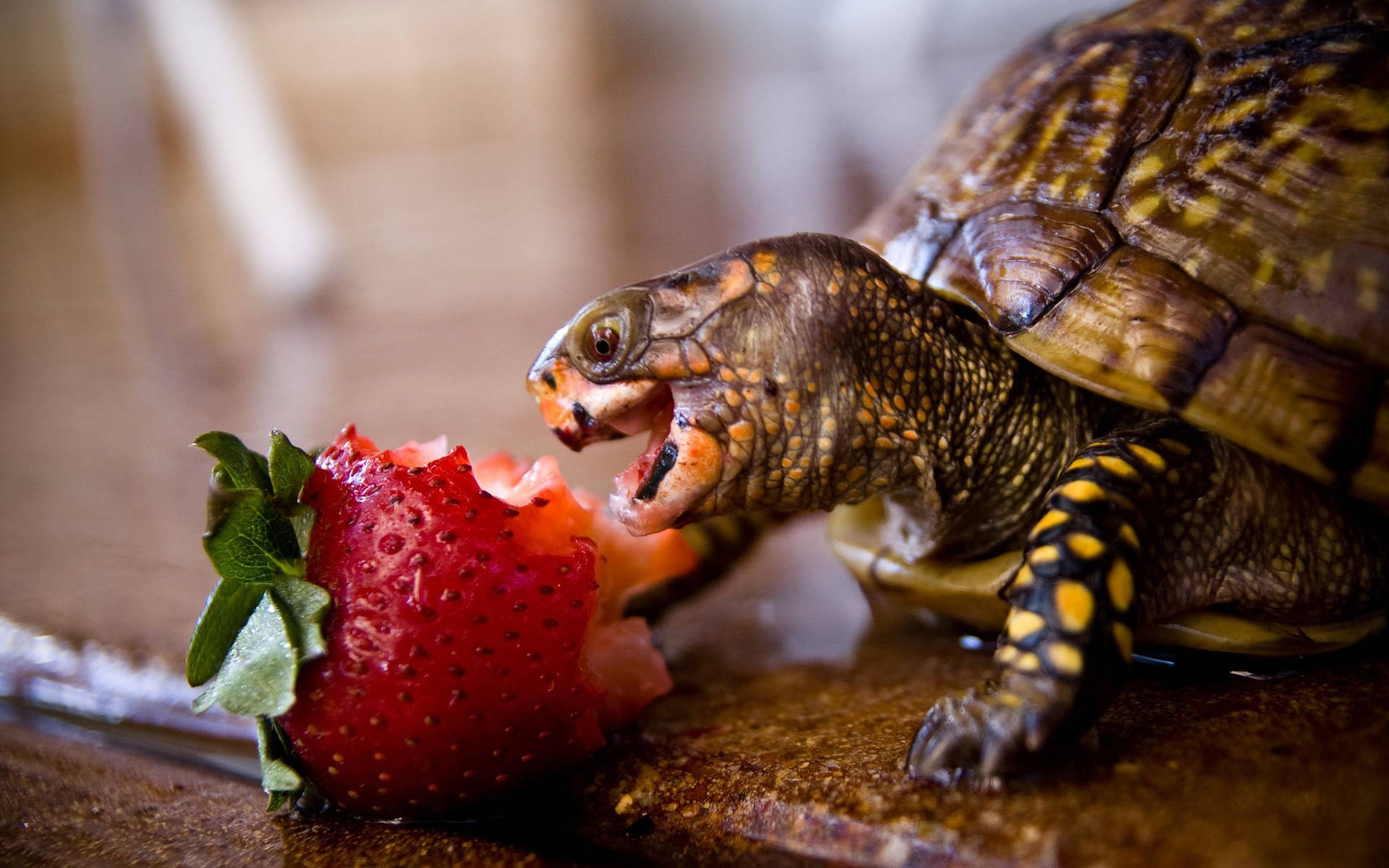 Little Turtle Eats Strawberry