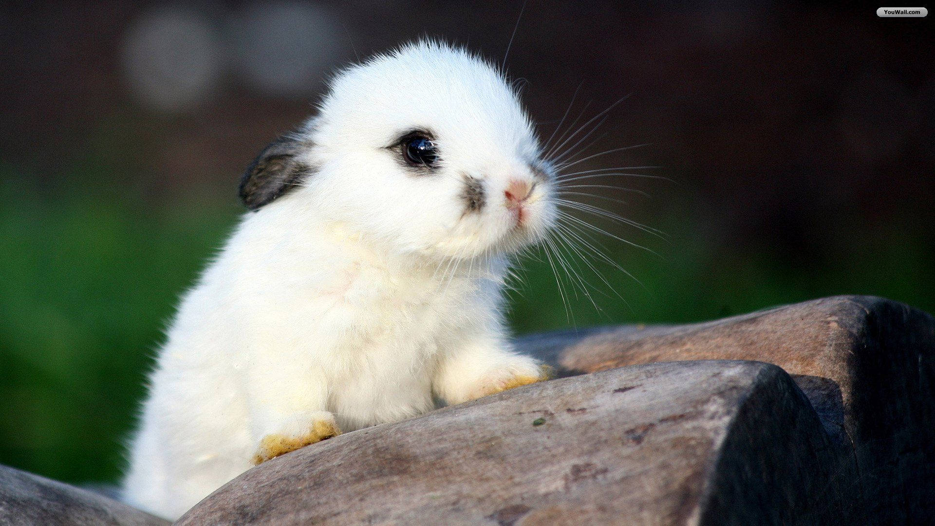 Little White Bunny