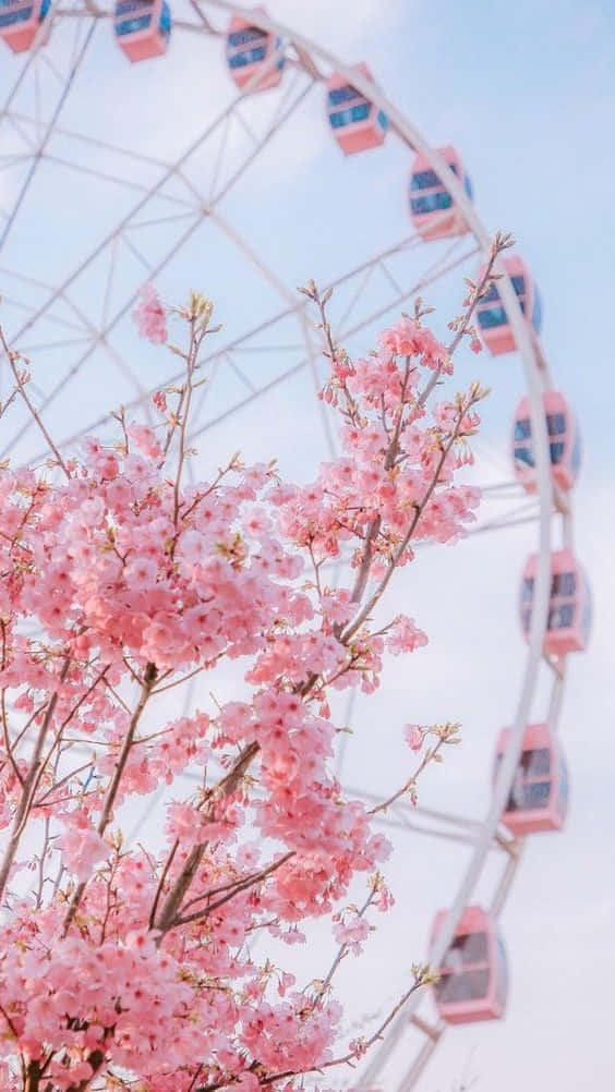 Live Aesthetic Cherry Blossoms Ferris Wheel Picture