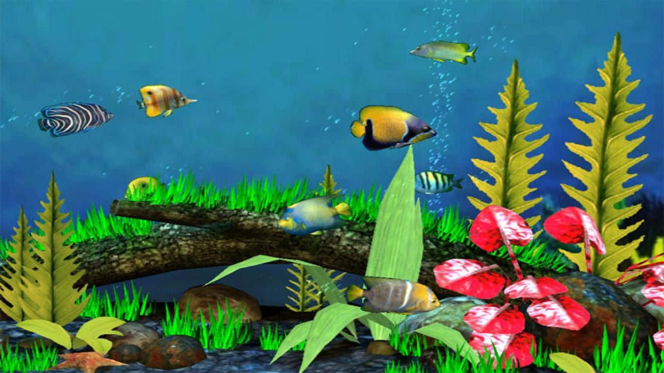 Tag et dyk med levende fisk Wallpaper
