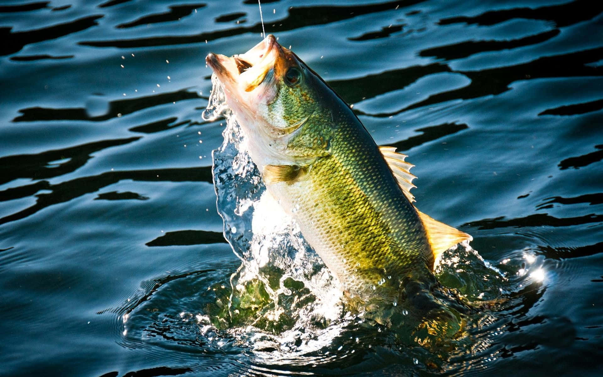 Download A Large Bass Is Jumping Out Of The Water Wallpaper