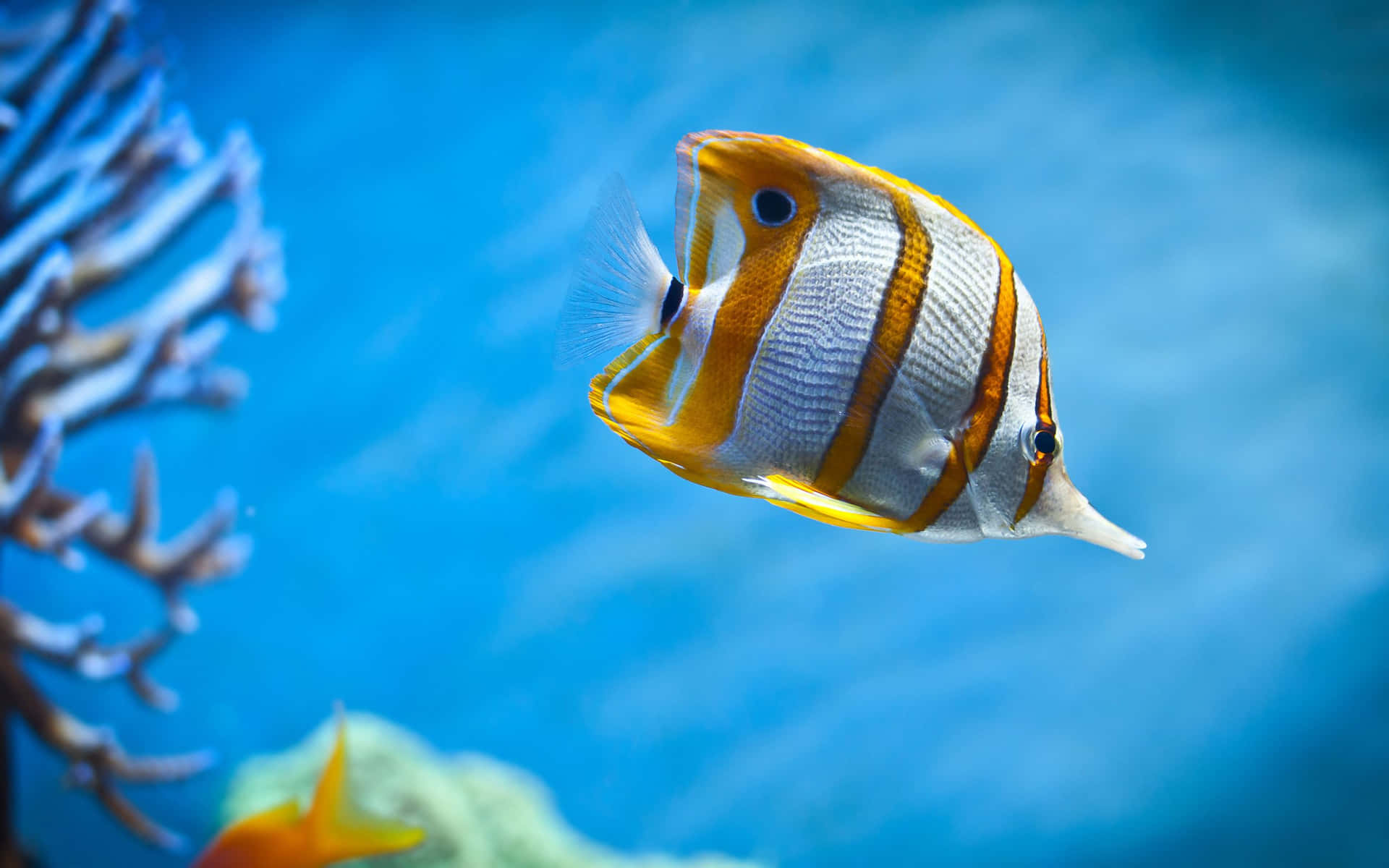 Eineschule Mehrfarbiger Tropischer Fische In Einem Kristallklaren Ozean. Wallpaper