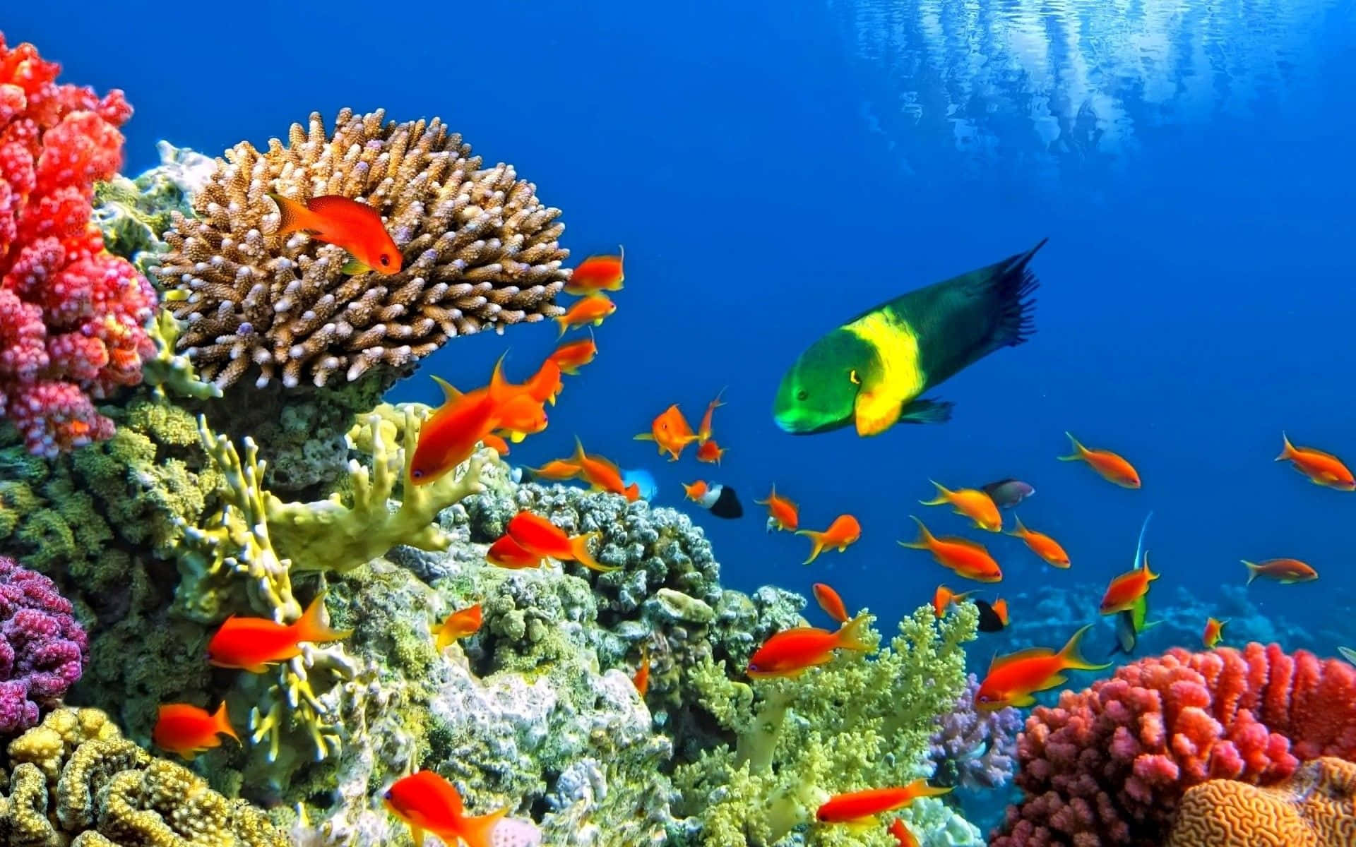 Et farverigt korallrev med fisk og koraller Wallpaper