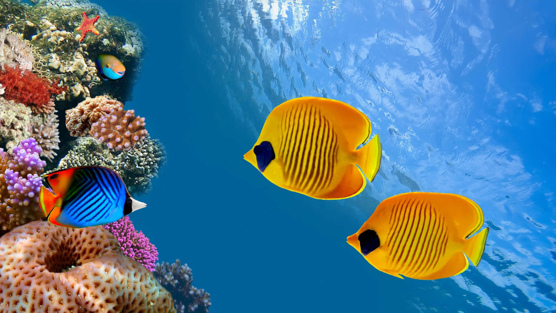 Et farverigt skole af levende fisk svømmer gennem havets dybder. Wallpaper