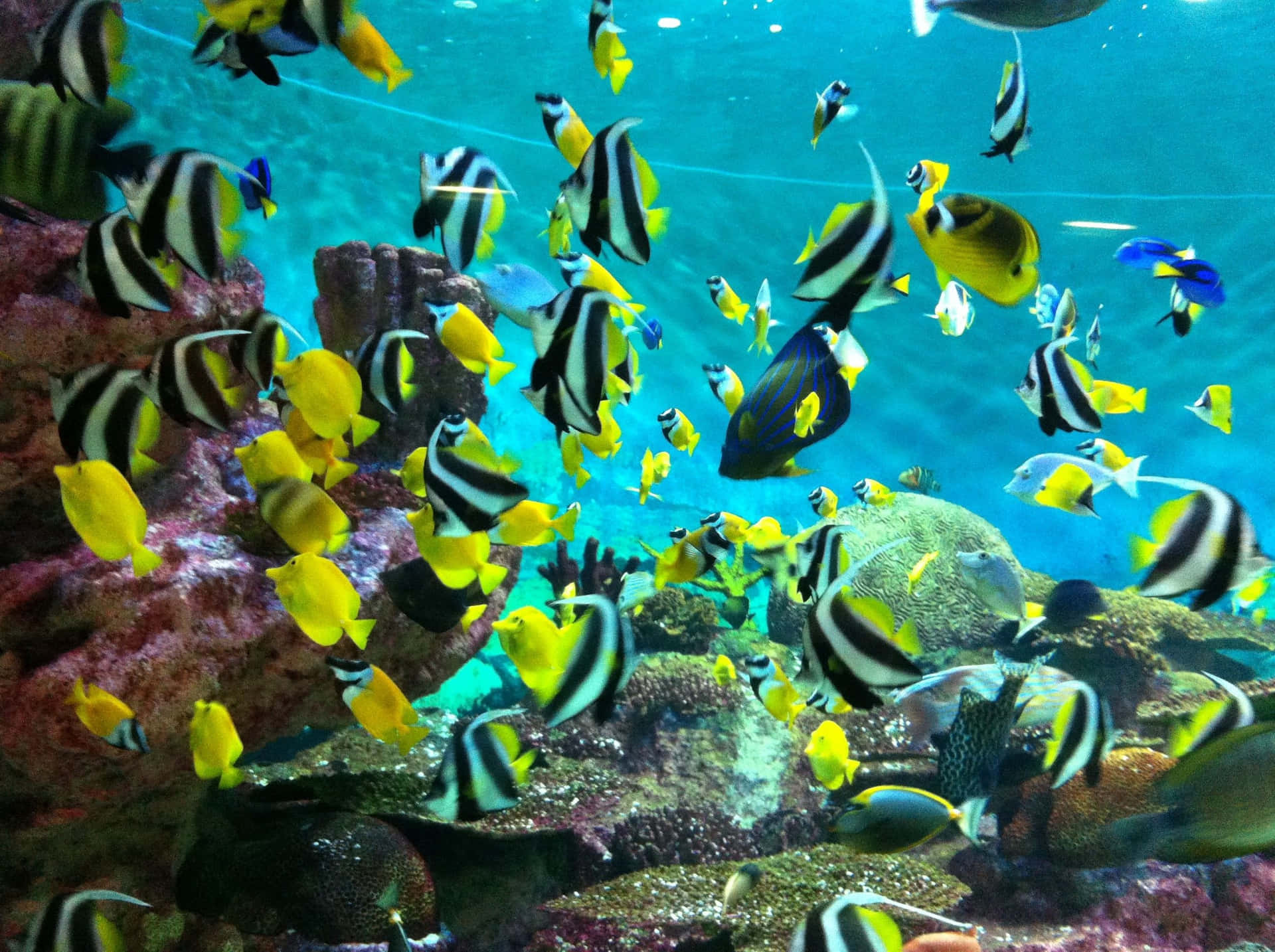 A school of vibrant tropical fish swims peacefully around a vibrant coral reef. Wallpaper