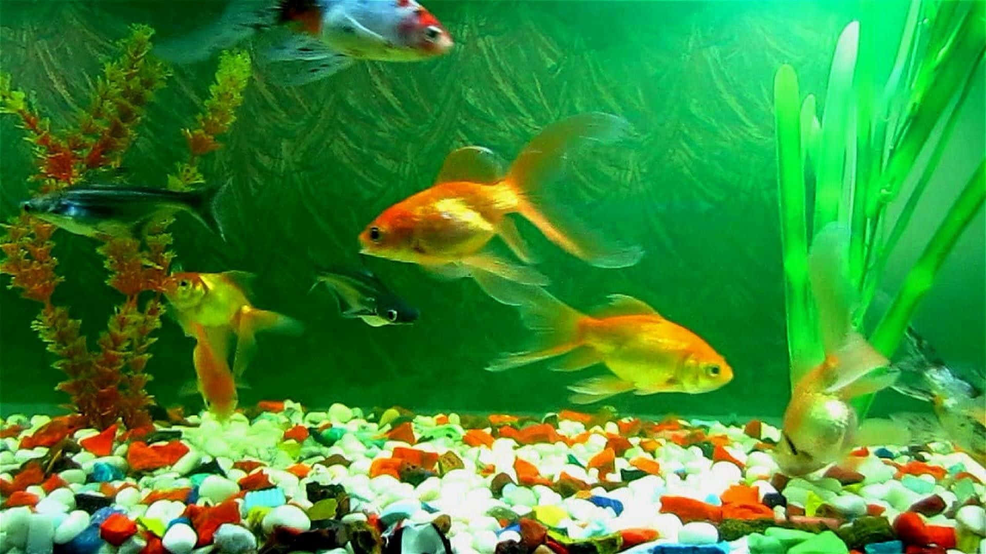 Einewunderschöne Schule Farbenfroher Fische Schwimmt In Türkisblauen Gewässern. Wallpaper