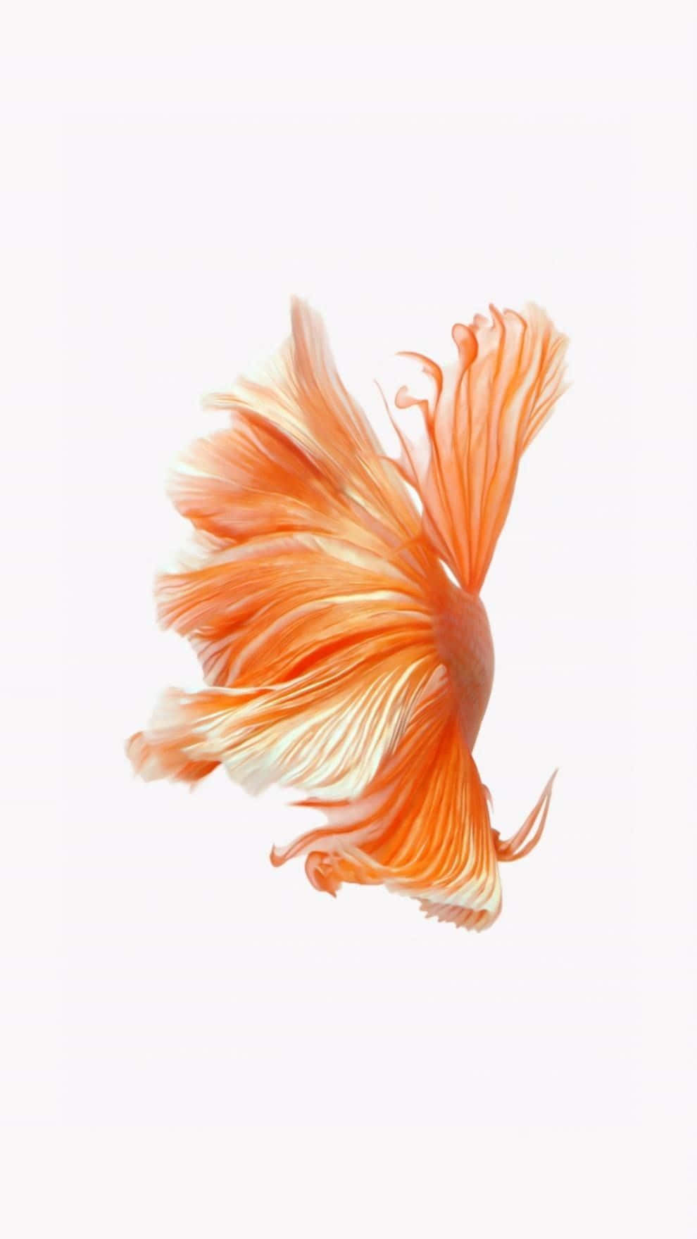 Lebenderschwimmender Orangenfischschwanz Wallpaper
