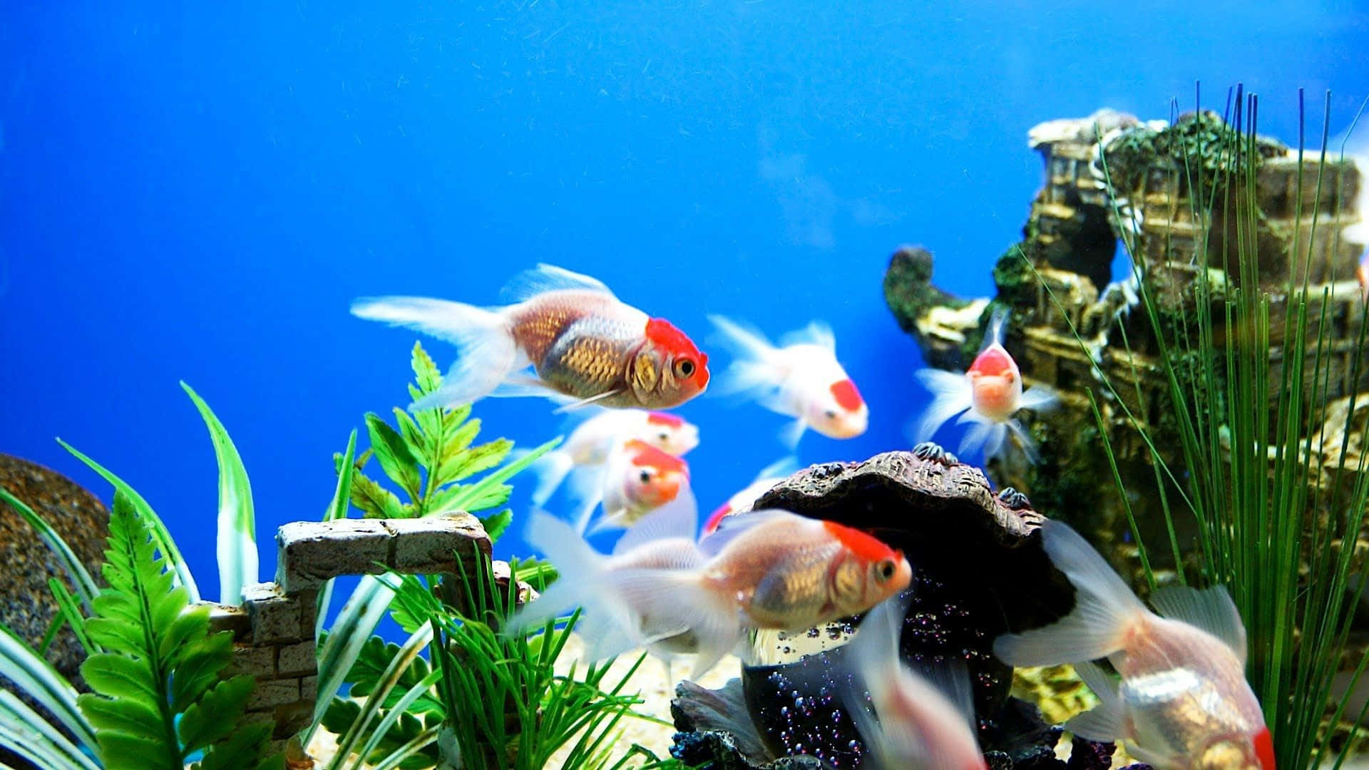 En eksotisk akvarium, der viser et udvalg af farverige levende fisk. Wallpaper