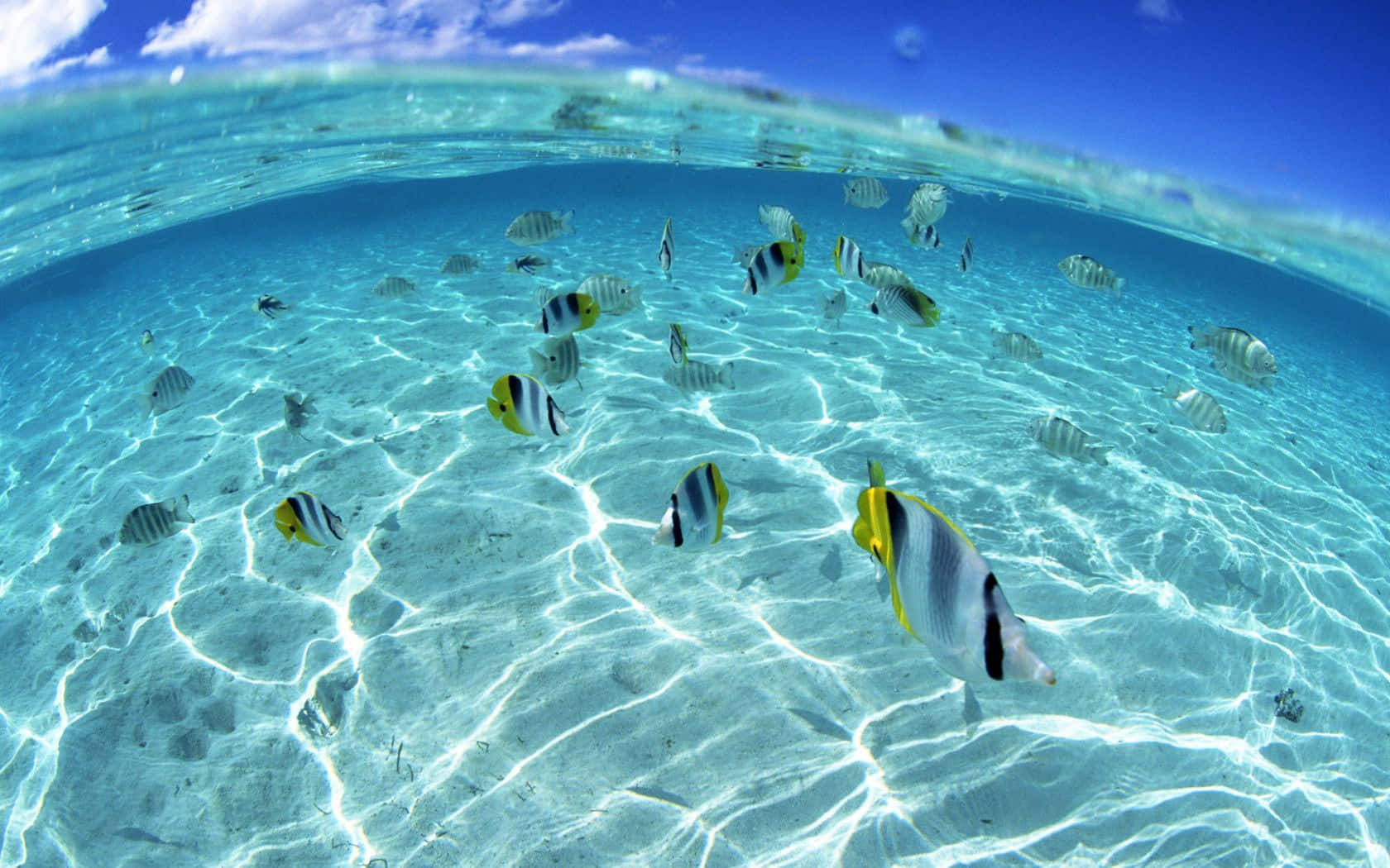 En skole med farverige tropiske fisk, der svømmer tæt på havets bund. Wallpaper