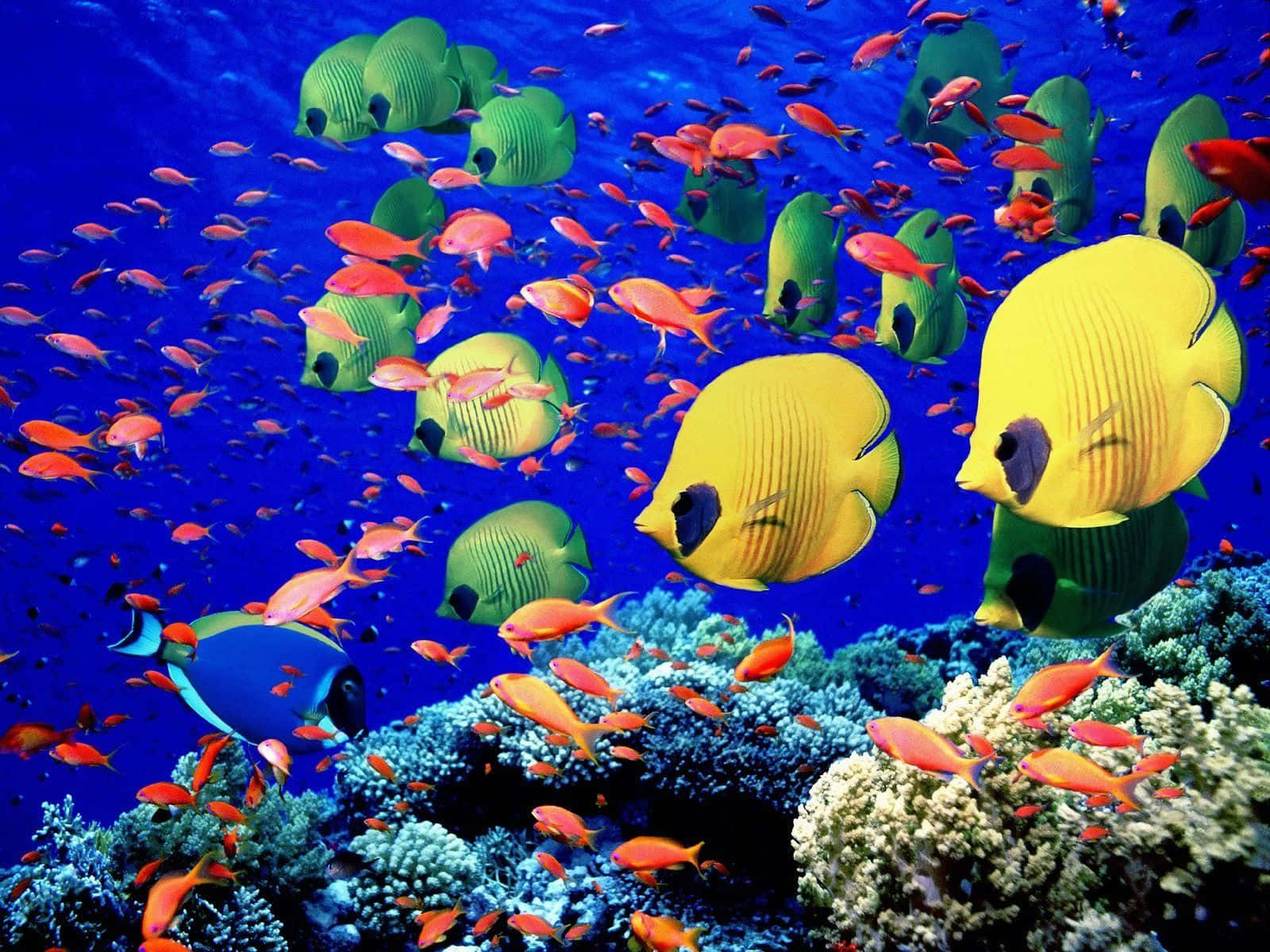 Colorful Nature, Amazing Live Fish Wallpaper