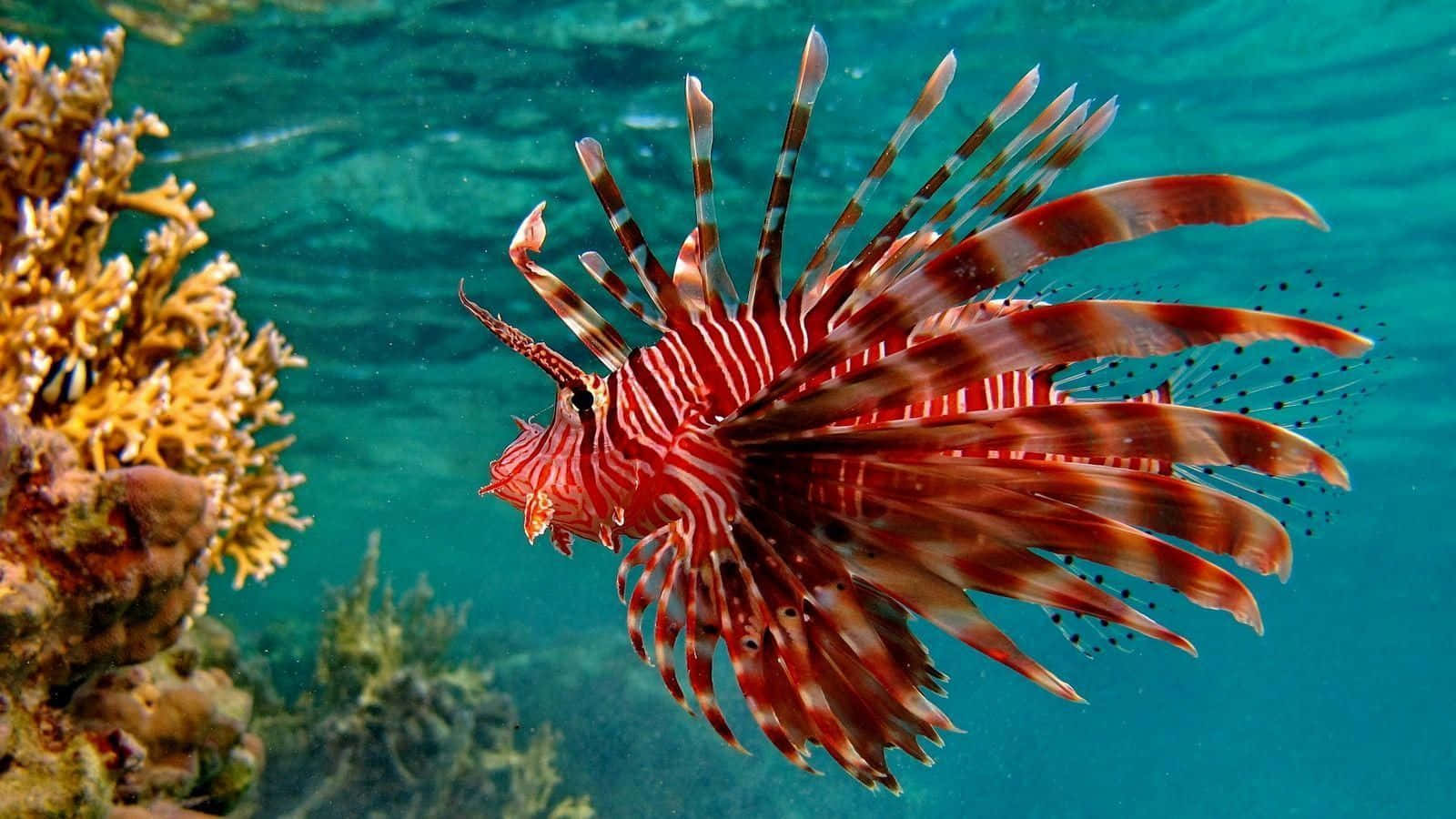 Peixeleão Vermelho Vivo No Mar. Papel de Parede