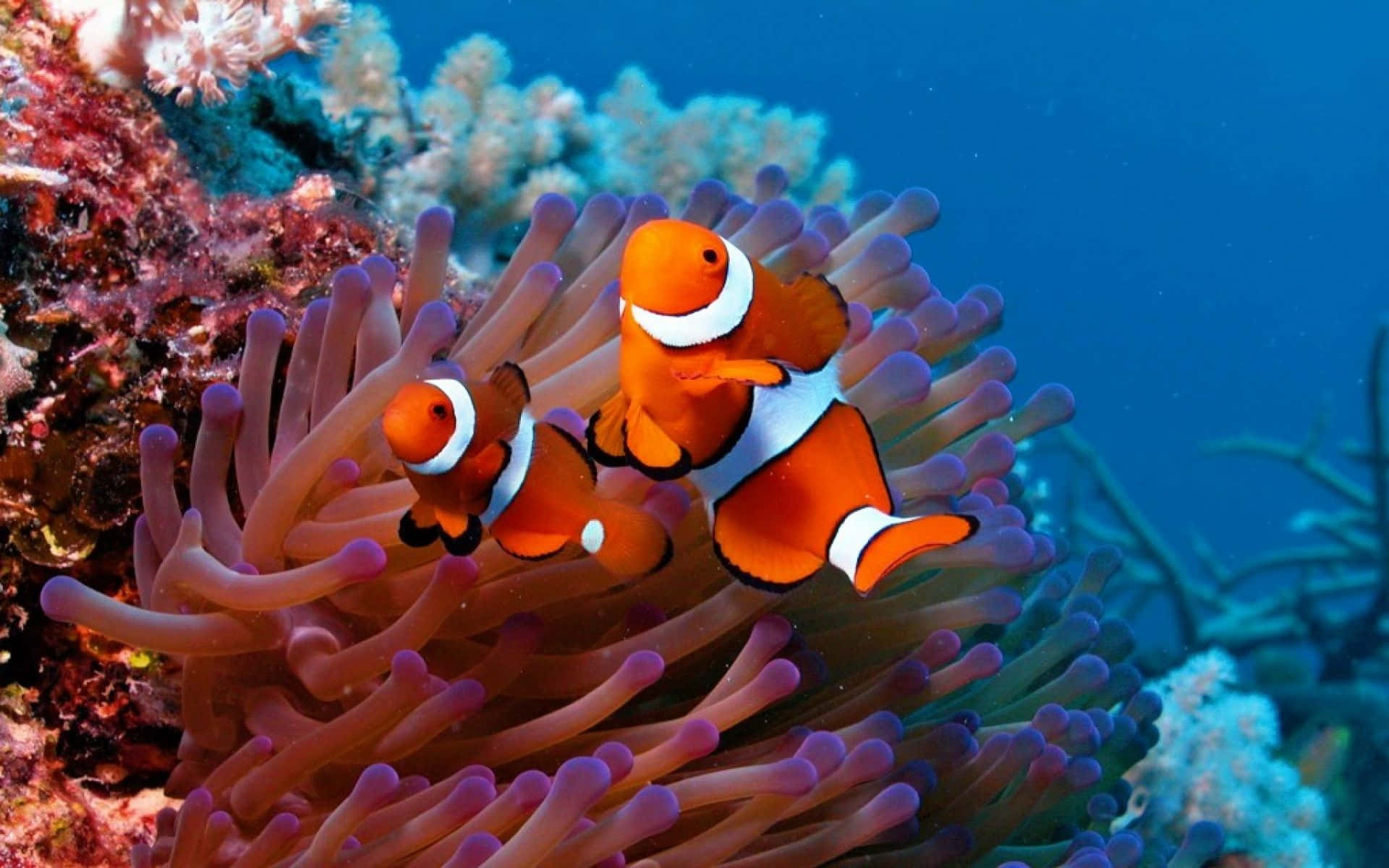 To clownfisk svømmer i en anemone Wallpaper