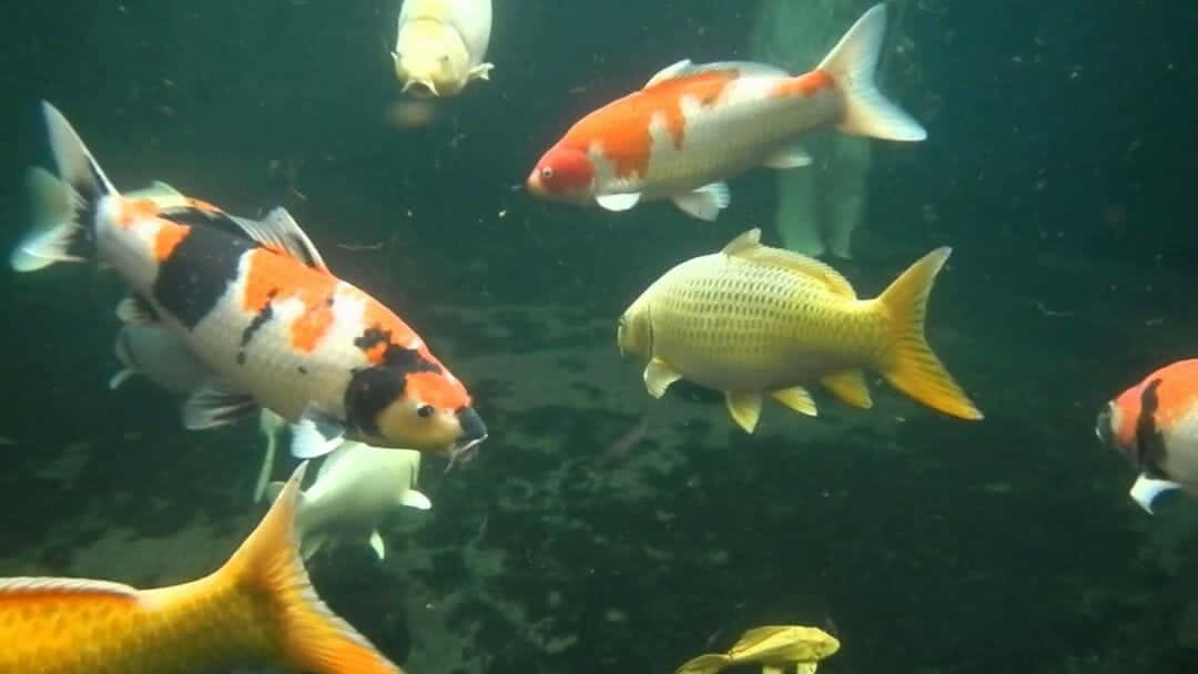 Lebendekoi-fische In Einem Aquarium Wallpaper