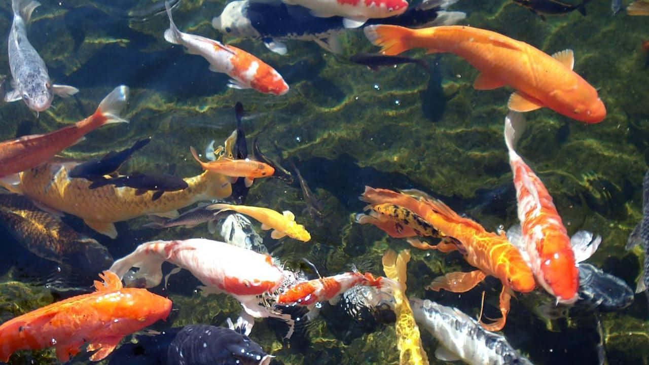 Shadows Of Live Koi Fish In A Pond Wallpaper