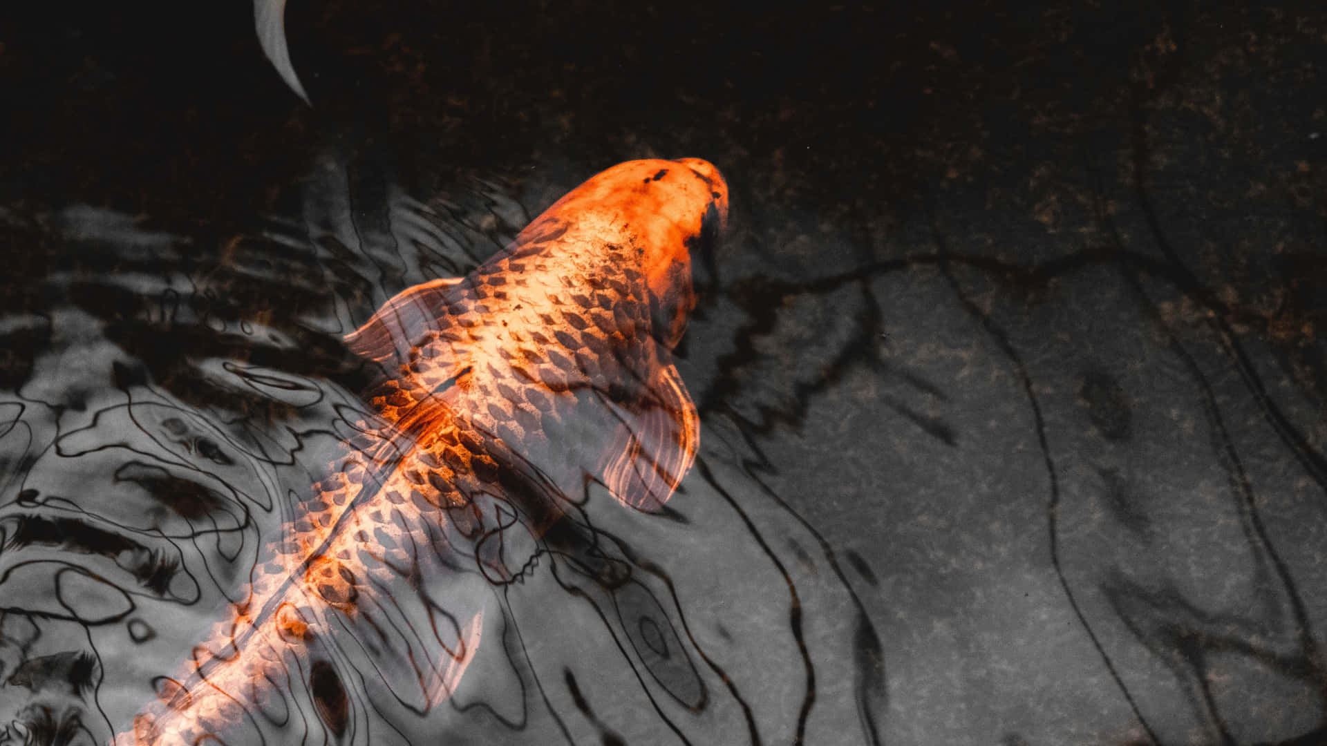 Dark Pond With Live Koi Fish Wallpaper