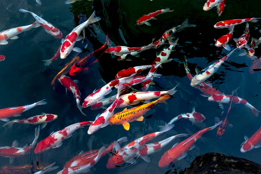 Se farverige levende koi-fisk glide i rolige aquatiske miljøer Wallpaper