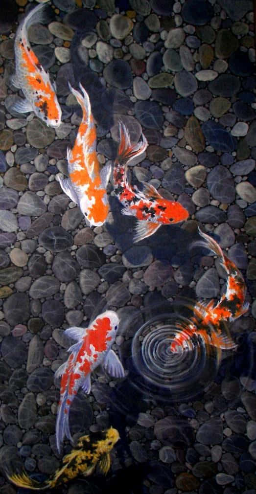 Koi Fish Swimming In A Pond Wallpaper