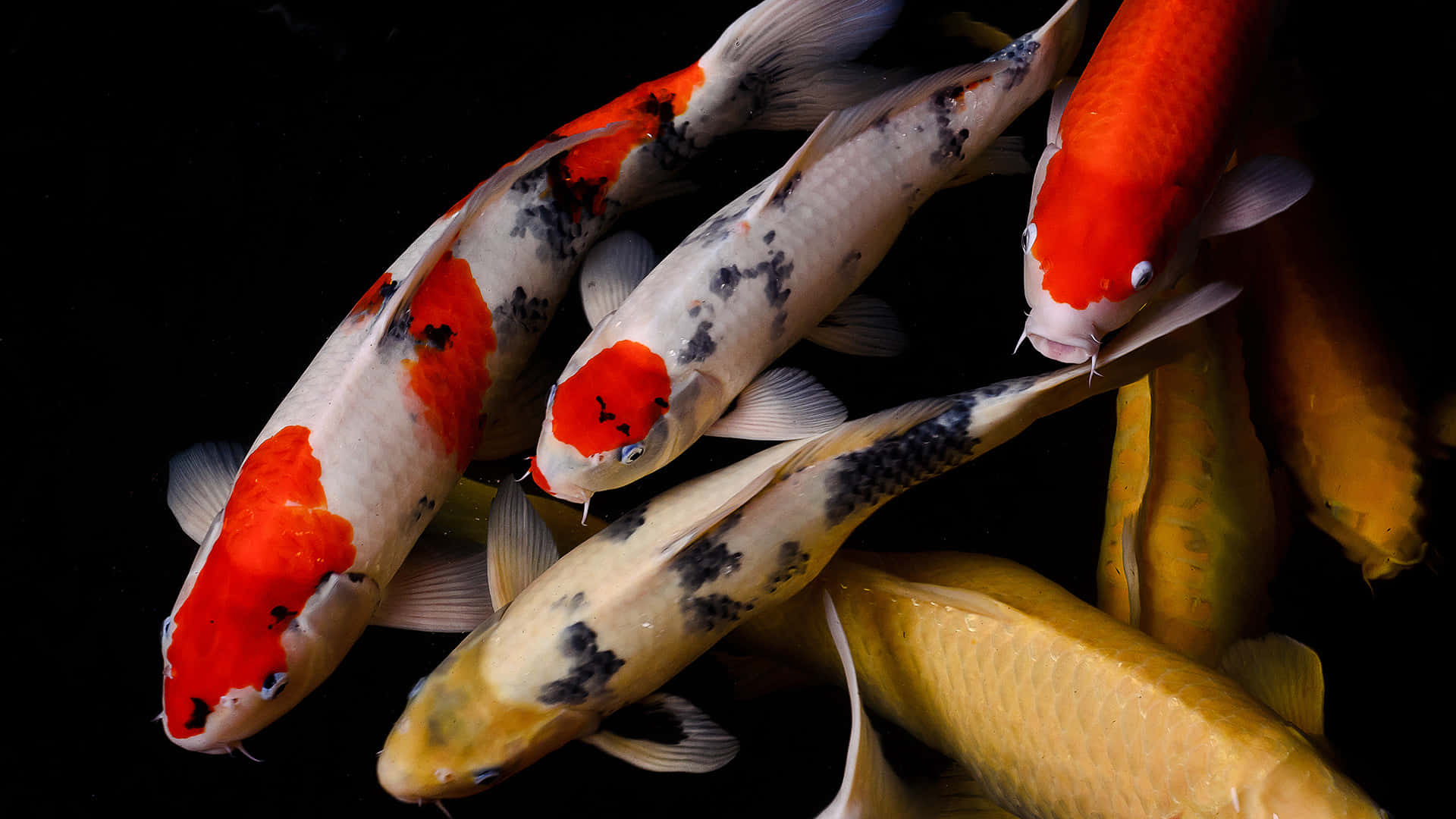 En farverig række af levende Koi fisk Wallpaper