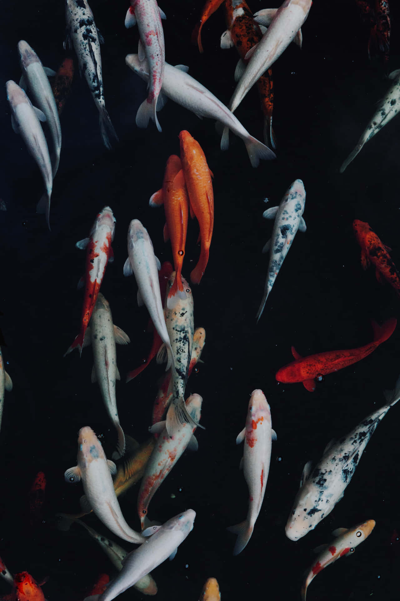 A School Of Vibrant And Colorful Live Koi Fish Wallpaper