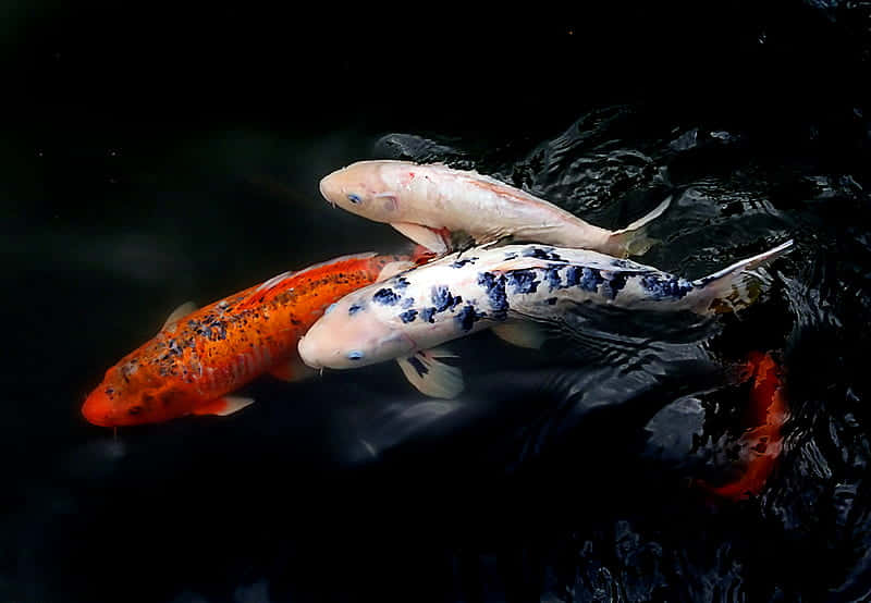 Colorful Koi Fish Swimming In A Pond Wallpaper