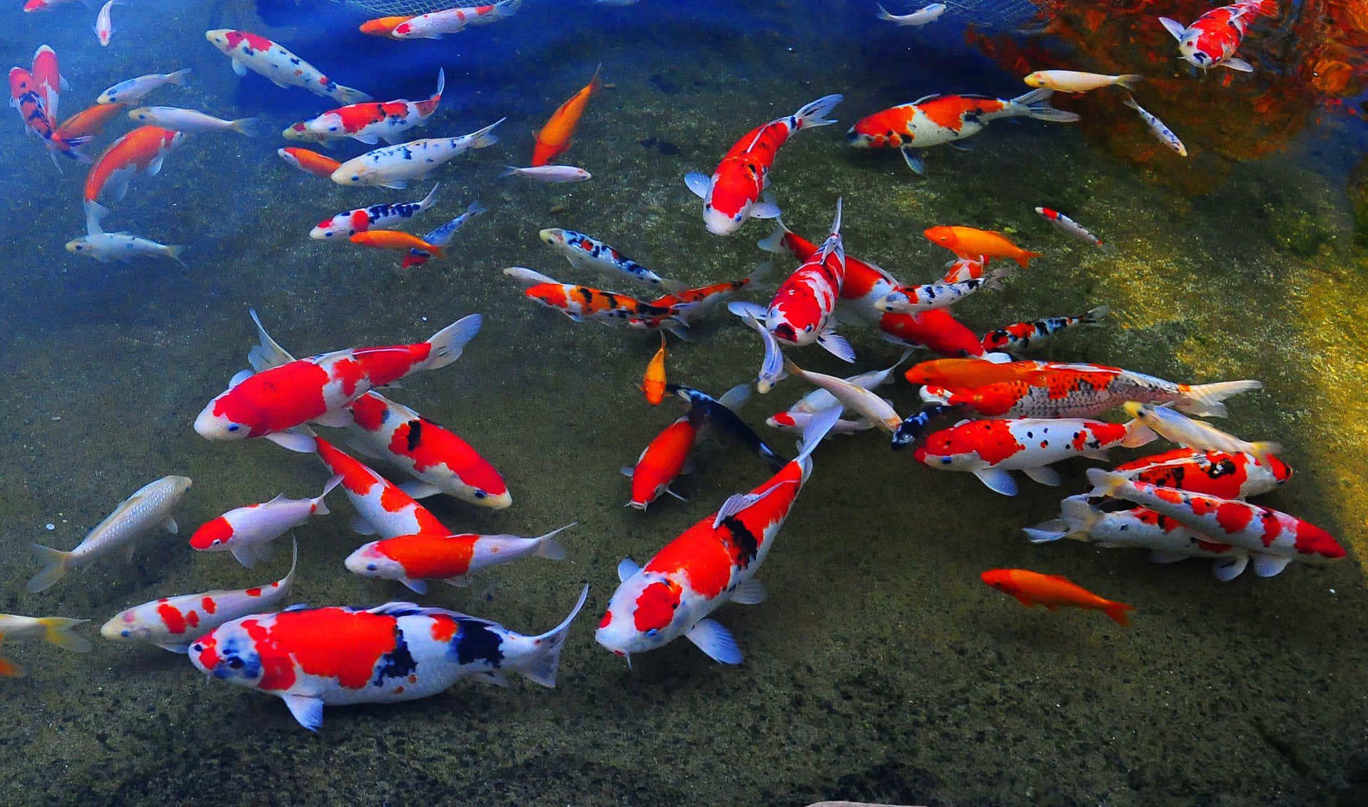 Enjoy Nature's Beauty With A Live Koi Fish Wallpaper