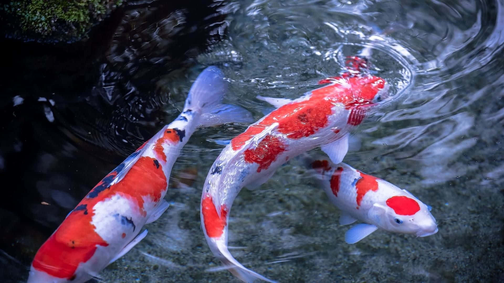 Live Koi Fish In A Pond With Rocks Wallpaper