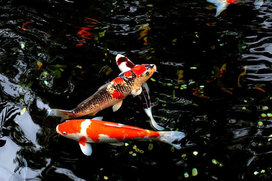 A Beautiful Scene Of Brightly Colored Japanese Koi Fish Swimming In An Outdoor Pond. Wallpaper