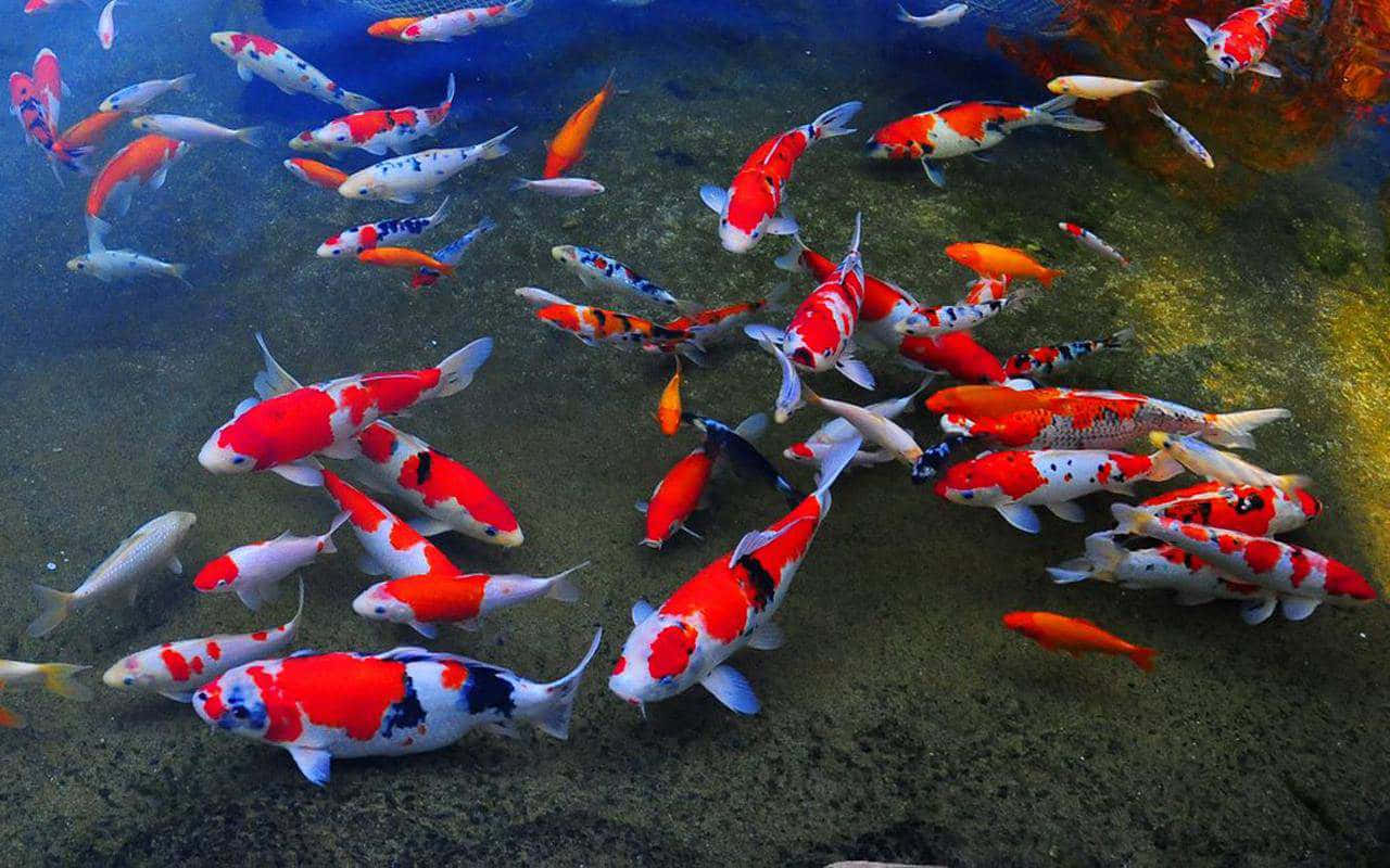 Big Pond With Live Koi Fish Wallpaper