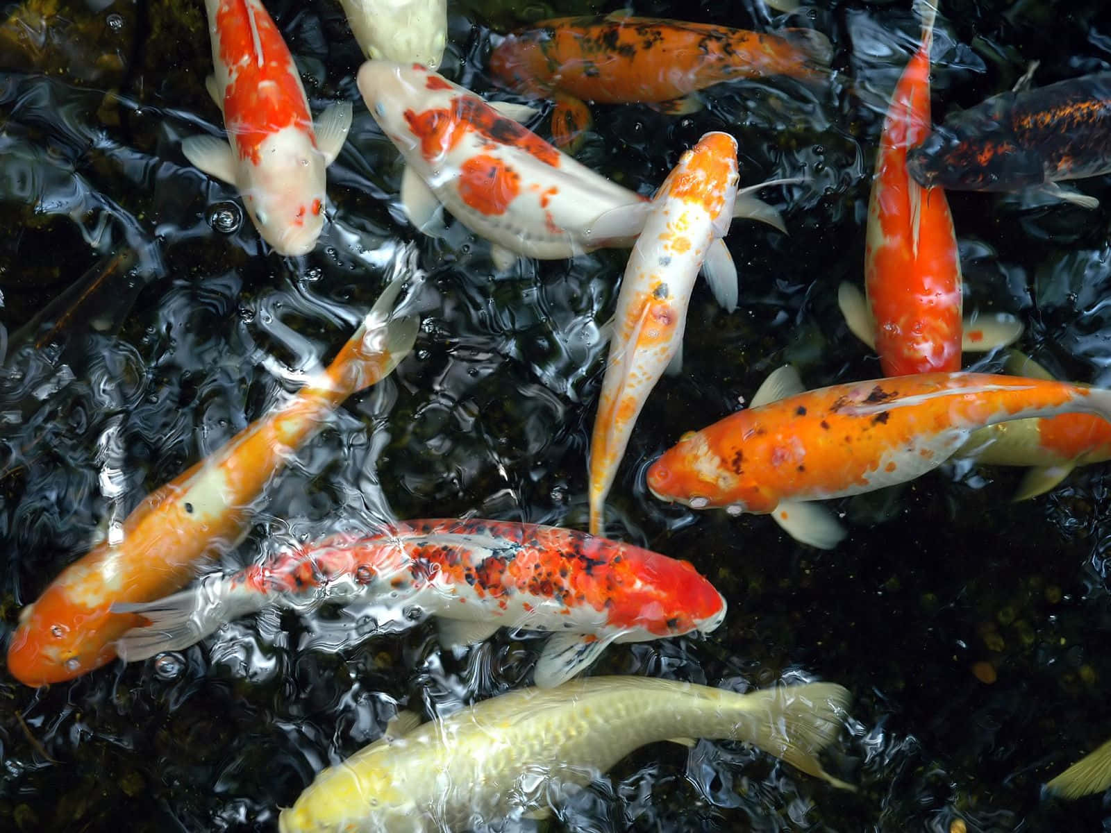 Orange, Yellow, And White Live Koi Fish Wallpaper