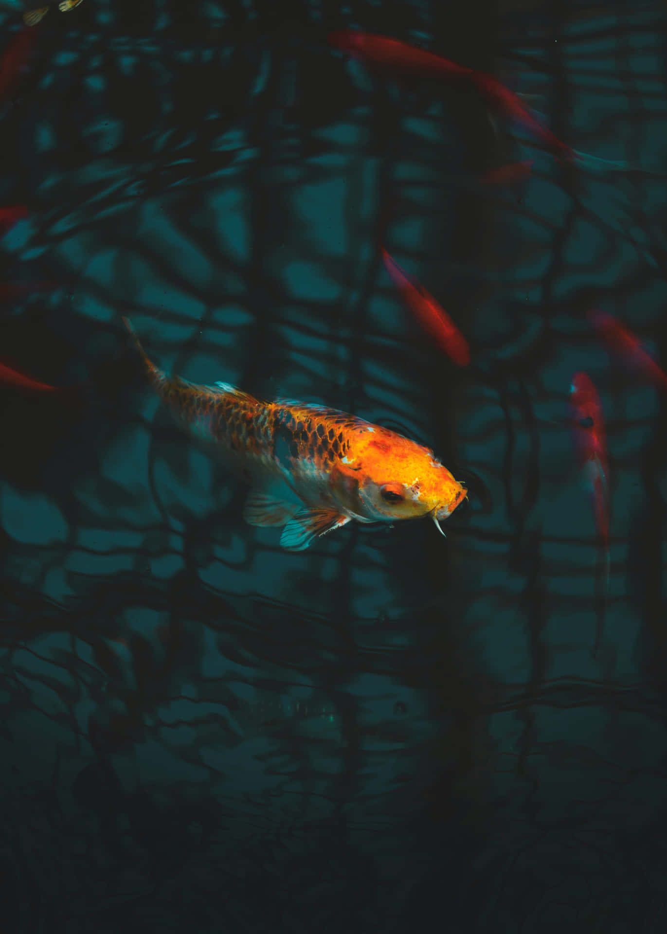 Koi Fish Swimming In A Pond With Dark Water Wallpaper