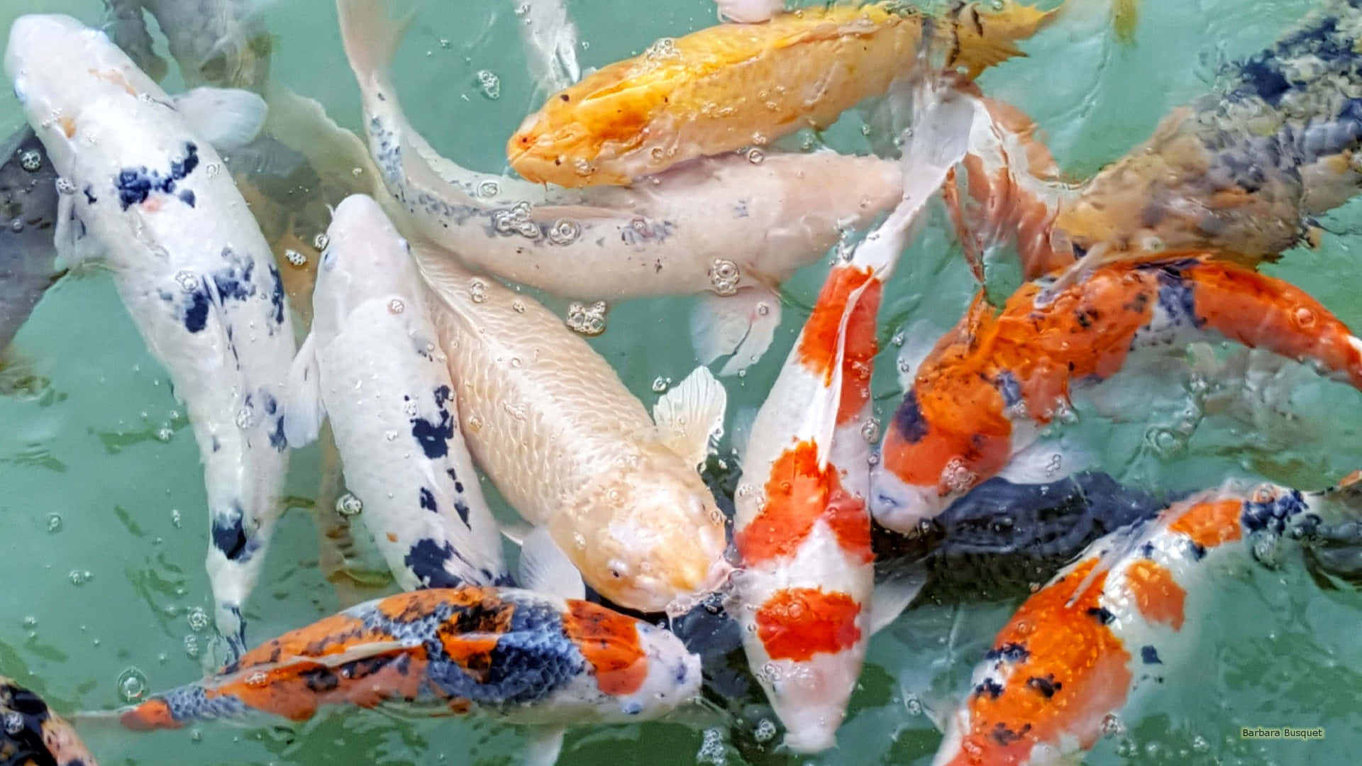 Levende Koi-fisk i forskellige farver svømmer blidt over din skærm Wallpaper
