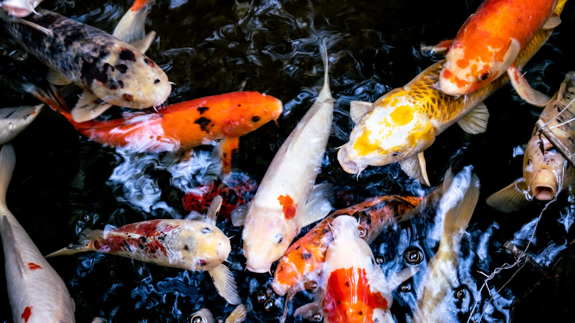Take A Second To Appreciate The Beauty Of Live Koi Fish Wallpaper