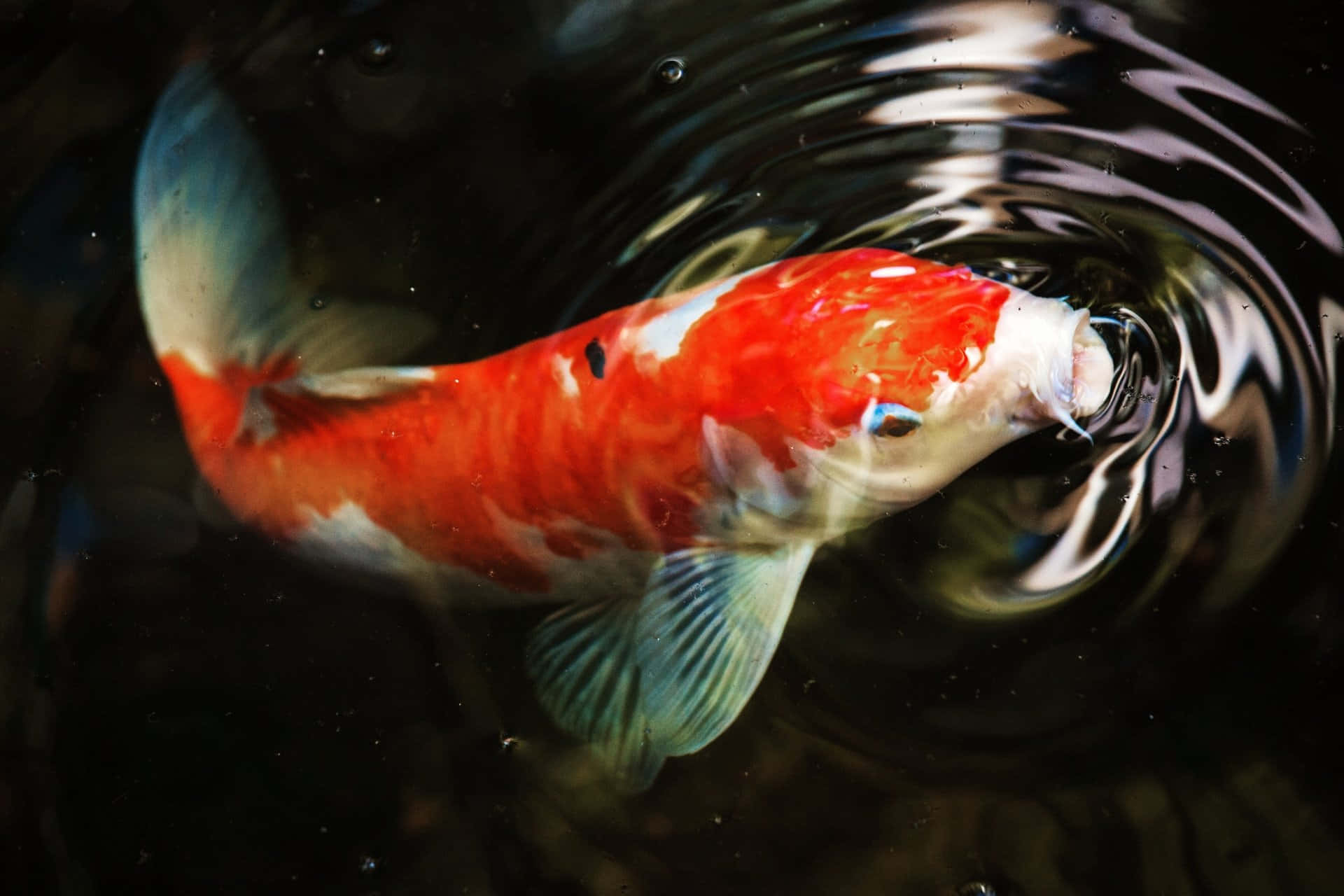 A Koi Fish Swimming In A Pond Wallpaper