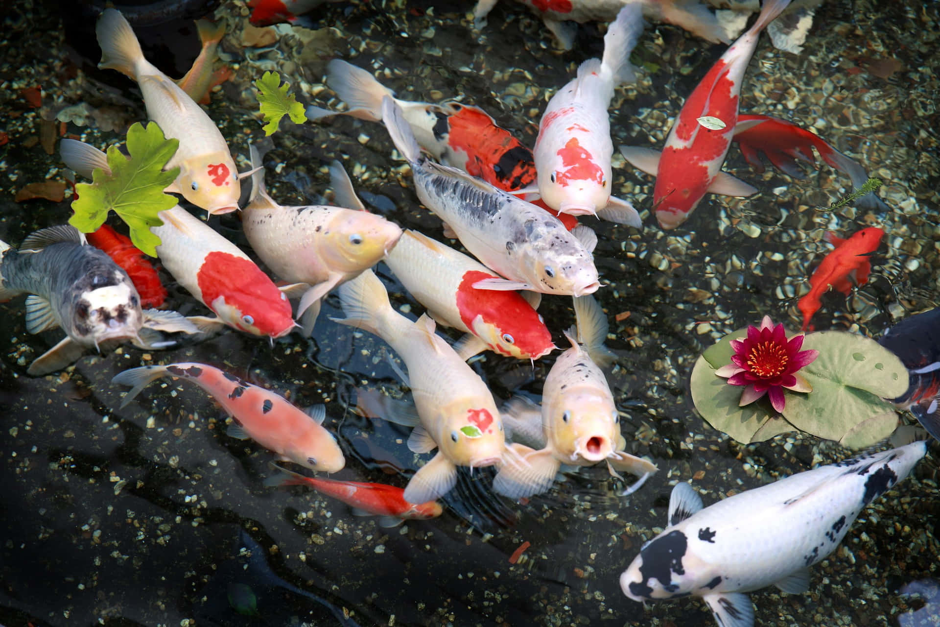 Live Koi Fish And Lotus Flower Wallpaper