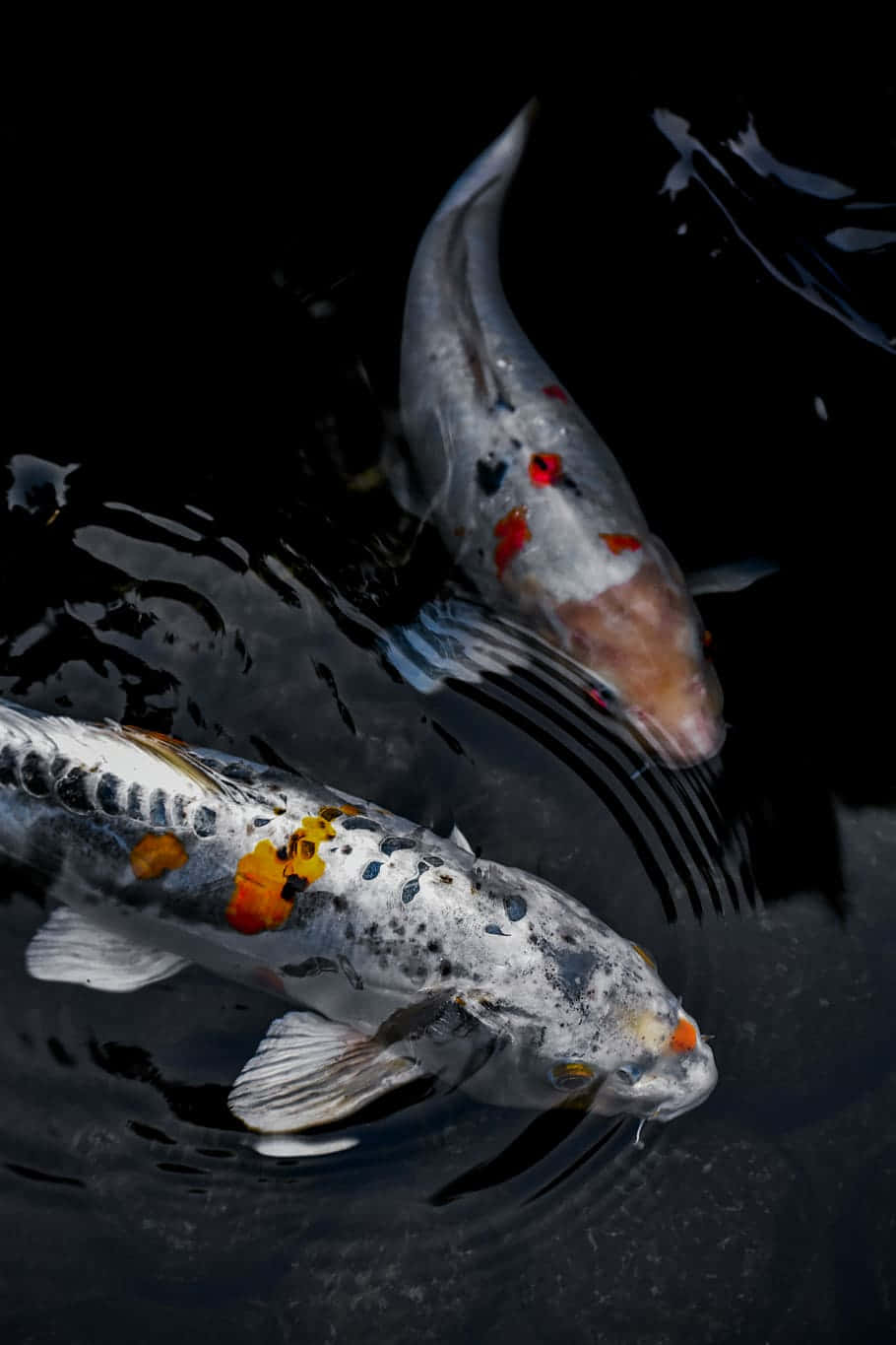 Envacker Levande Koi-fisk I En Vattenbehållare. Wallpaper