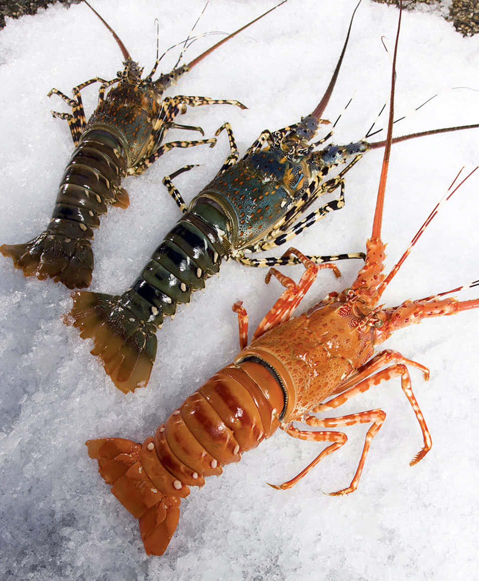 Live Lobsterson Ice Wallpaper