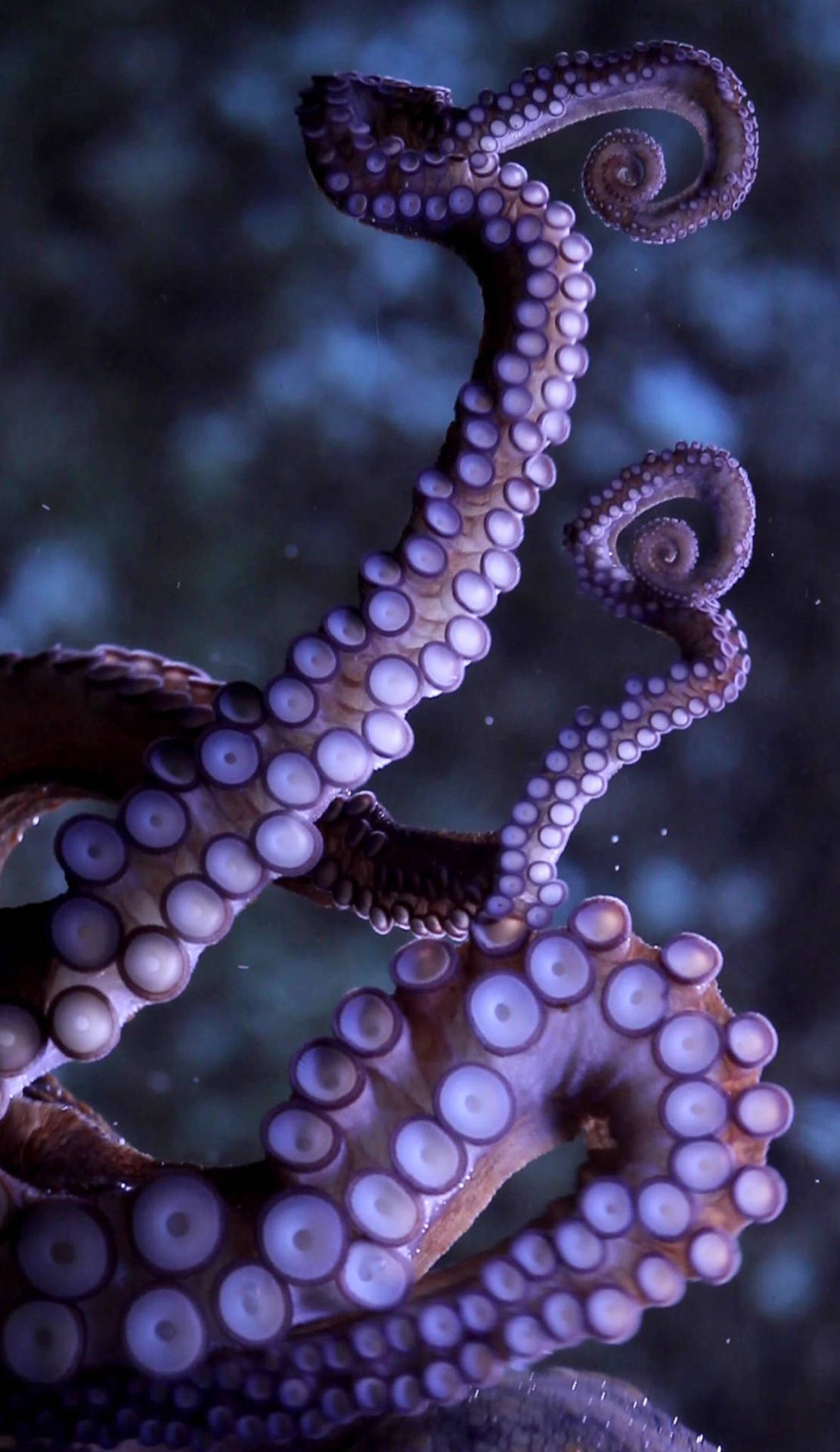 A tentacle of a live octopus reaches out from its intertidal rocky home. Wallpaper
