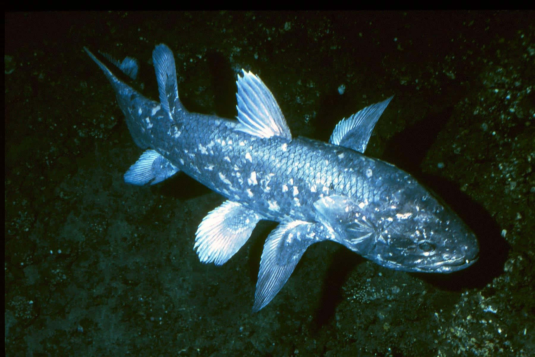 Living Fossil Coelacanth Wallpaper