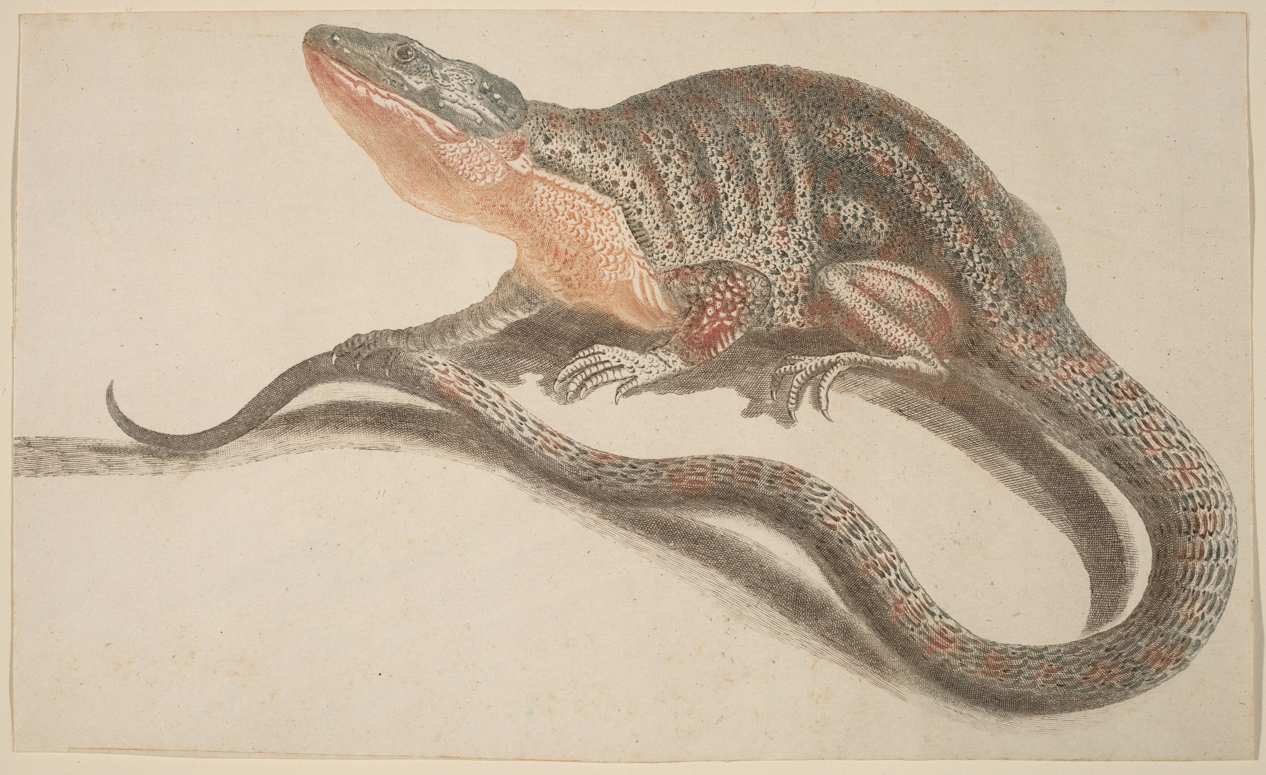 Lizard Wallpaper
