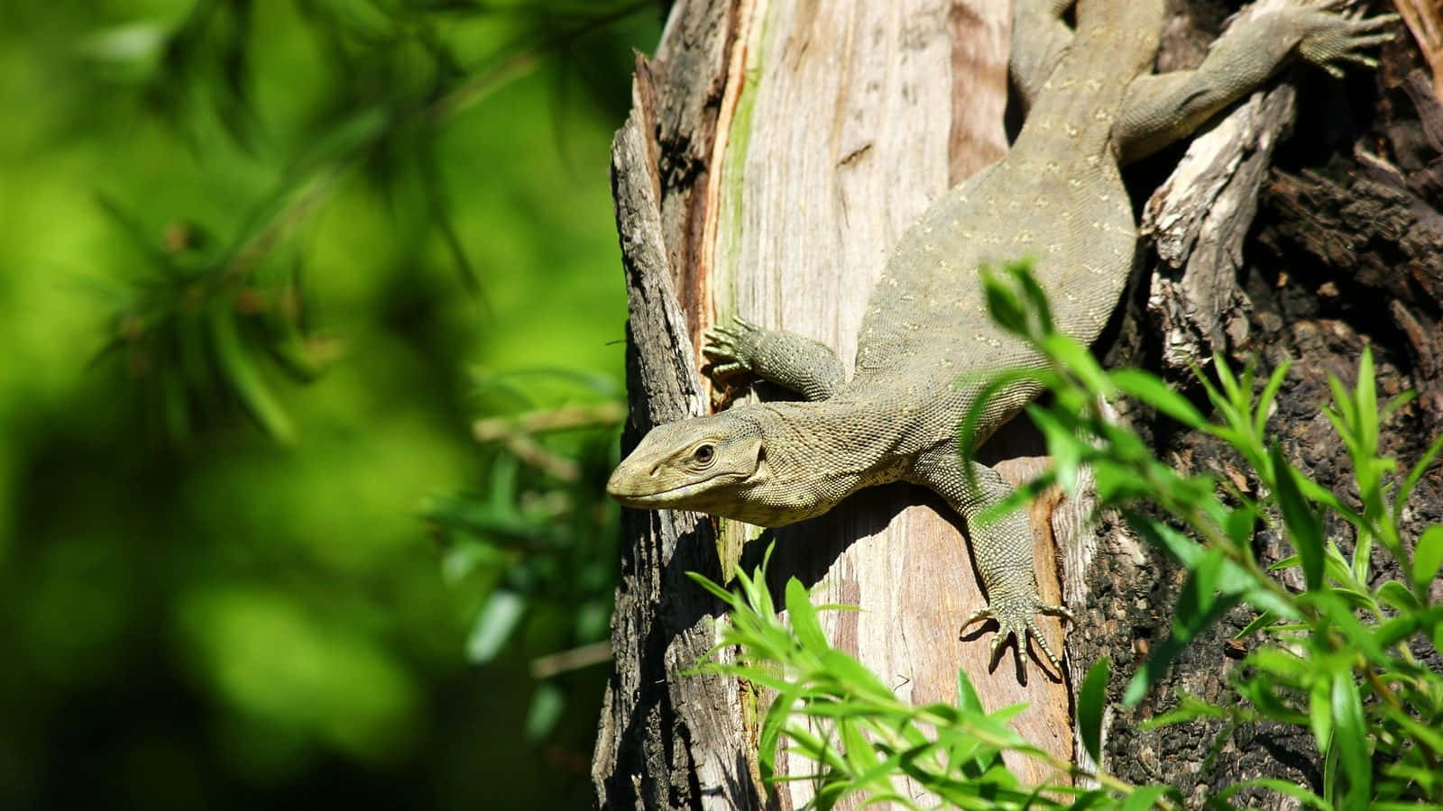 Lézard Se Prélassant Sur Un Tronc D'arbre Fond d'écran