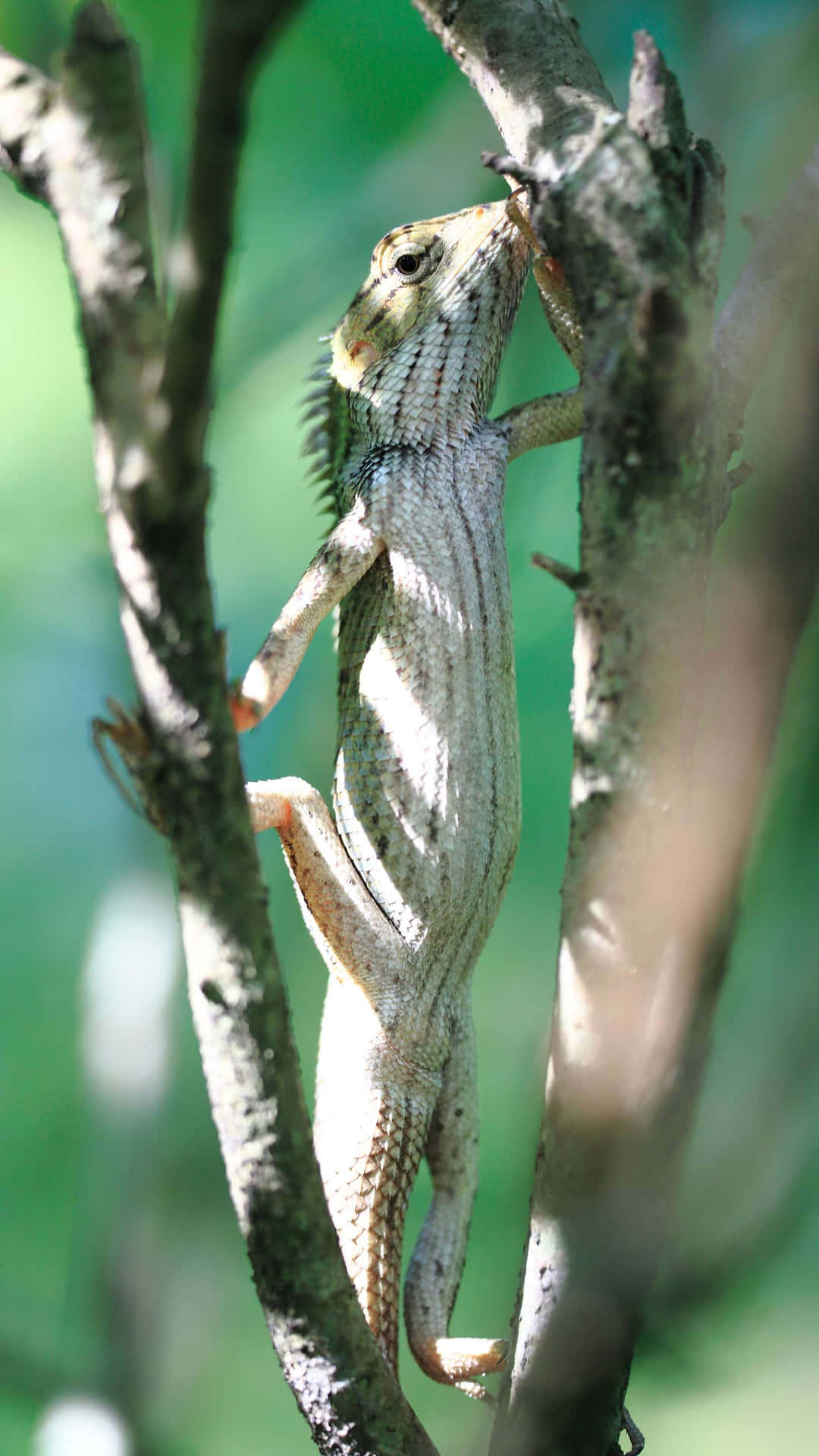 Lizard Climbing Branch Singapore Zoo Wallpaper