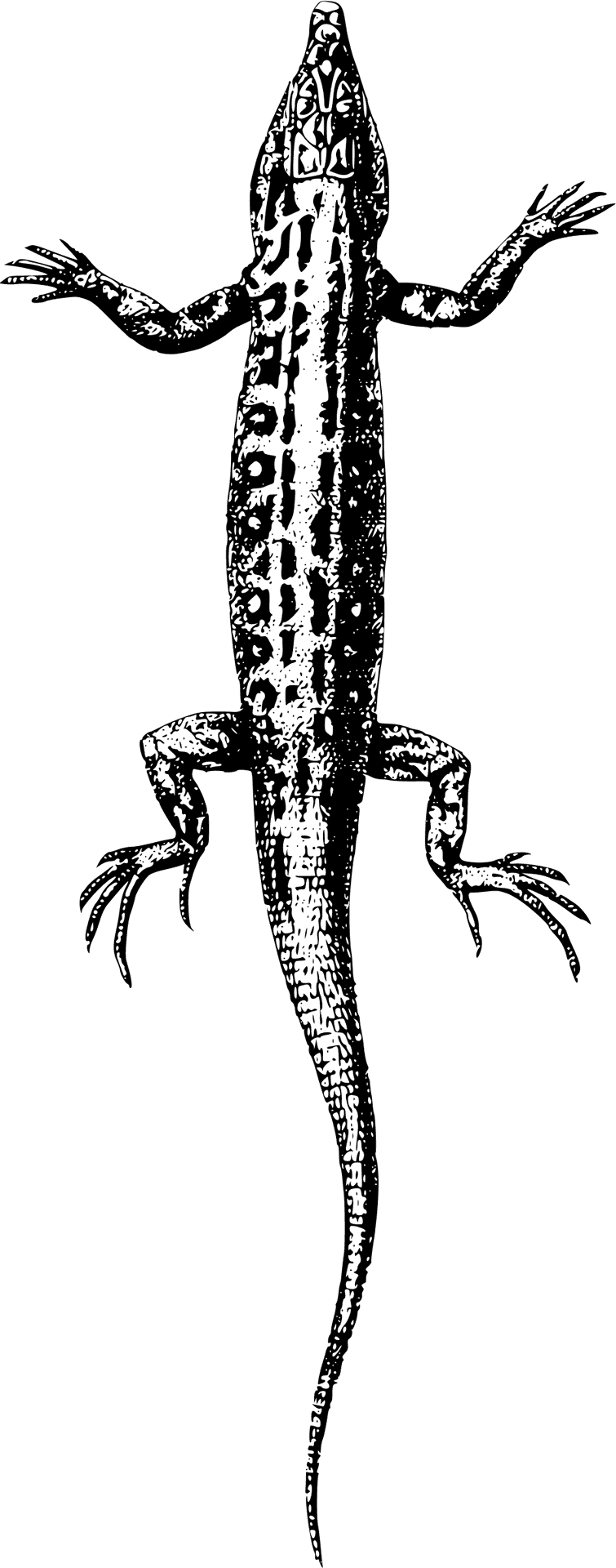 Lizard_ Illustration_ Top_ View.png PNG