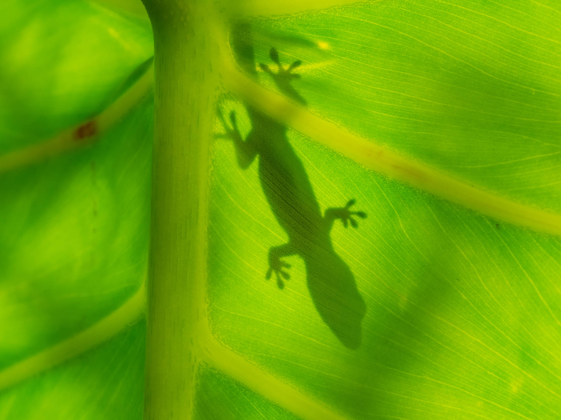 Lizard On Ombre Leaf